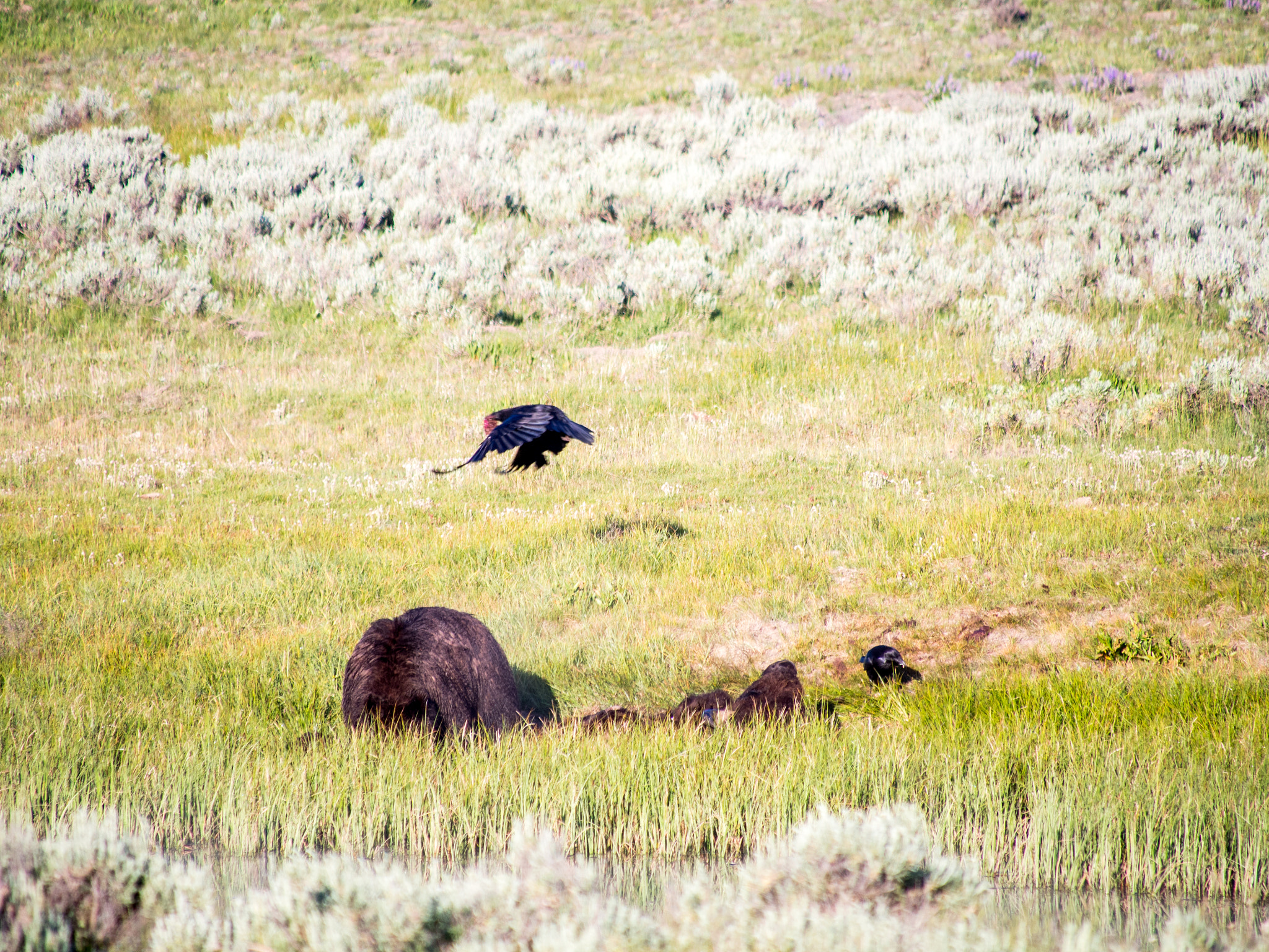Olympus OM-D E-M5 sample photo. Yellowstone animals photography