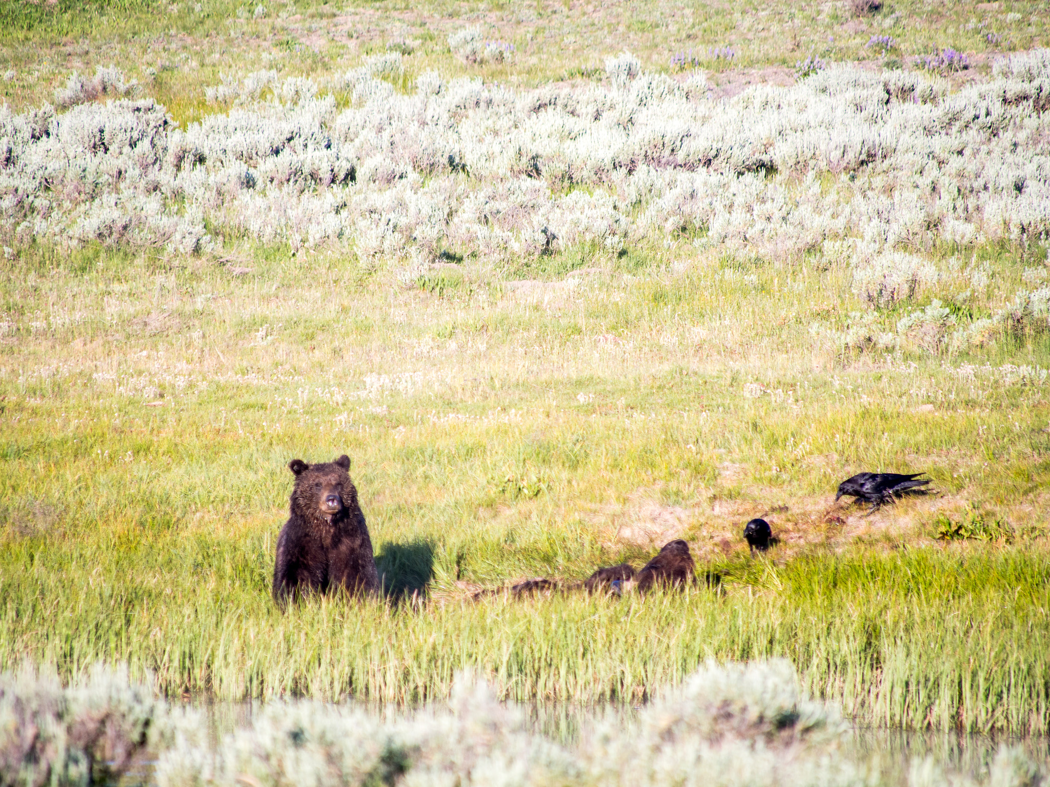 Olympus OM-D E-M5 sample photo. Yellowstone animals photography