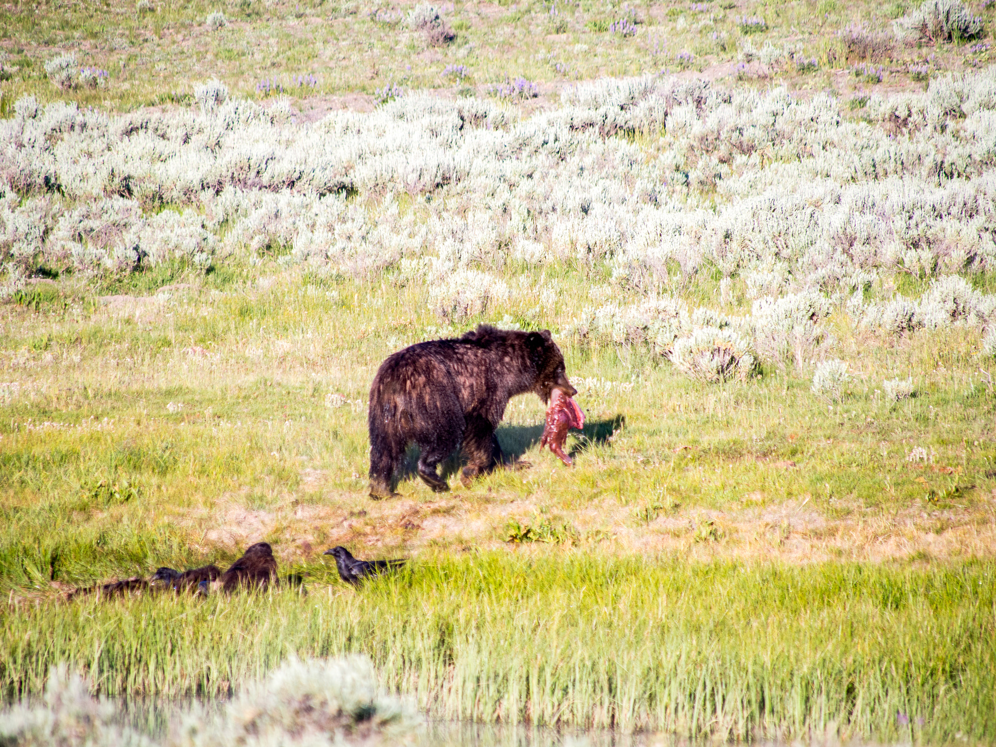 Olympus OM-D E-M5 sample photo. Yellowstone animals photography