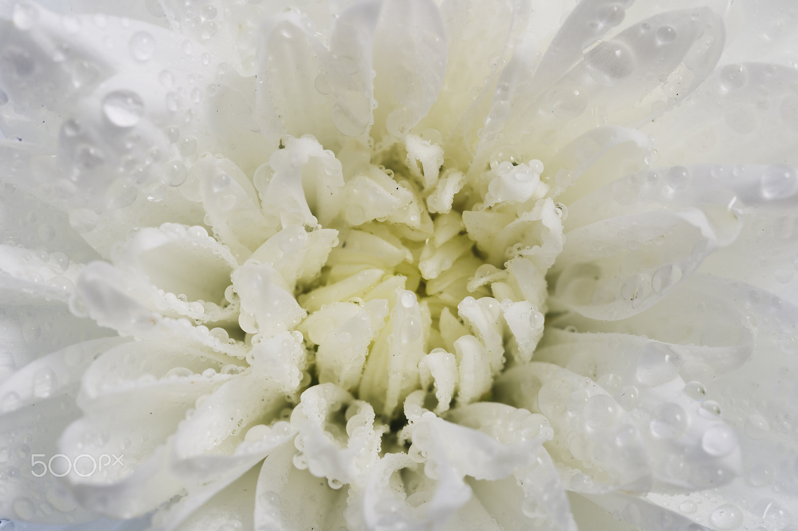 Canon EOS-1D Mark IV sample photo. White chrysanthemum petals with water drops photography