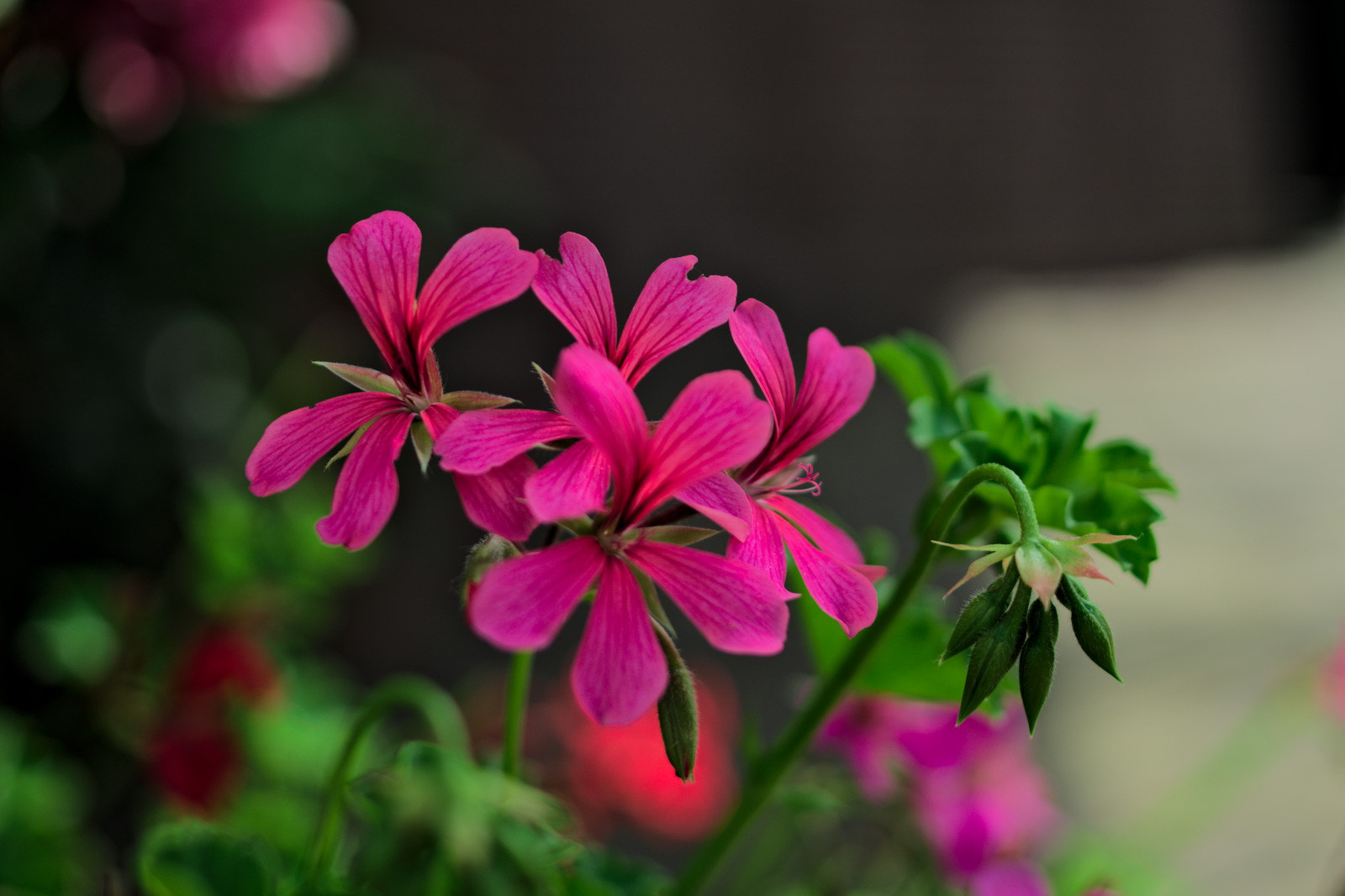 Pentax K-5 sample photo. Pink flowers photography