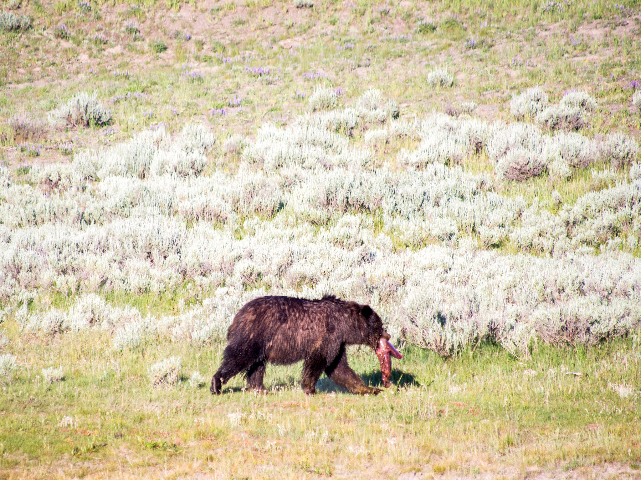 Olympus OM-D E-M5 sample photo. Grizzly with meat photography
