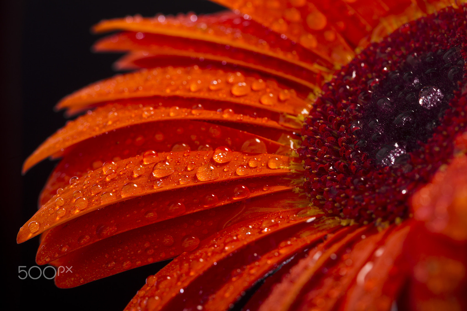 Canon EOS-1D Mark IV sample photo. Orange gerbera on a black background photography