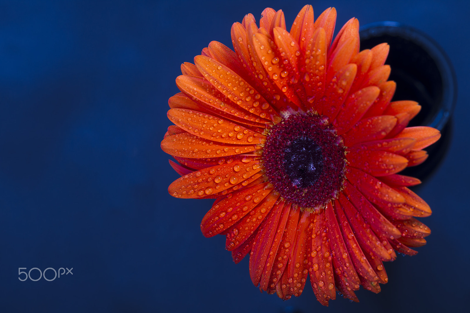 Canon EOS-1D Mark IV sample photo. Orange gerbera with water drops photography