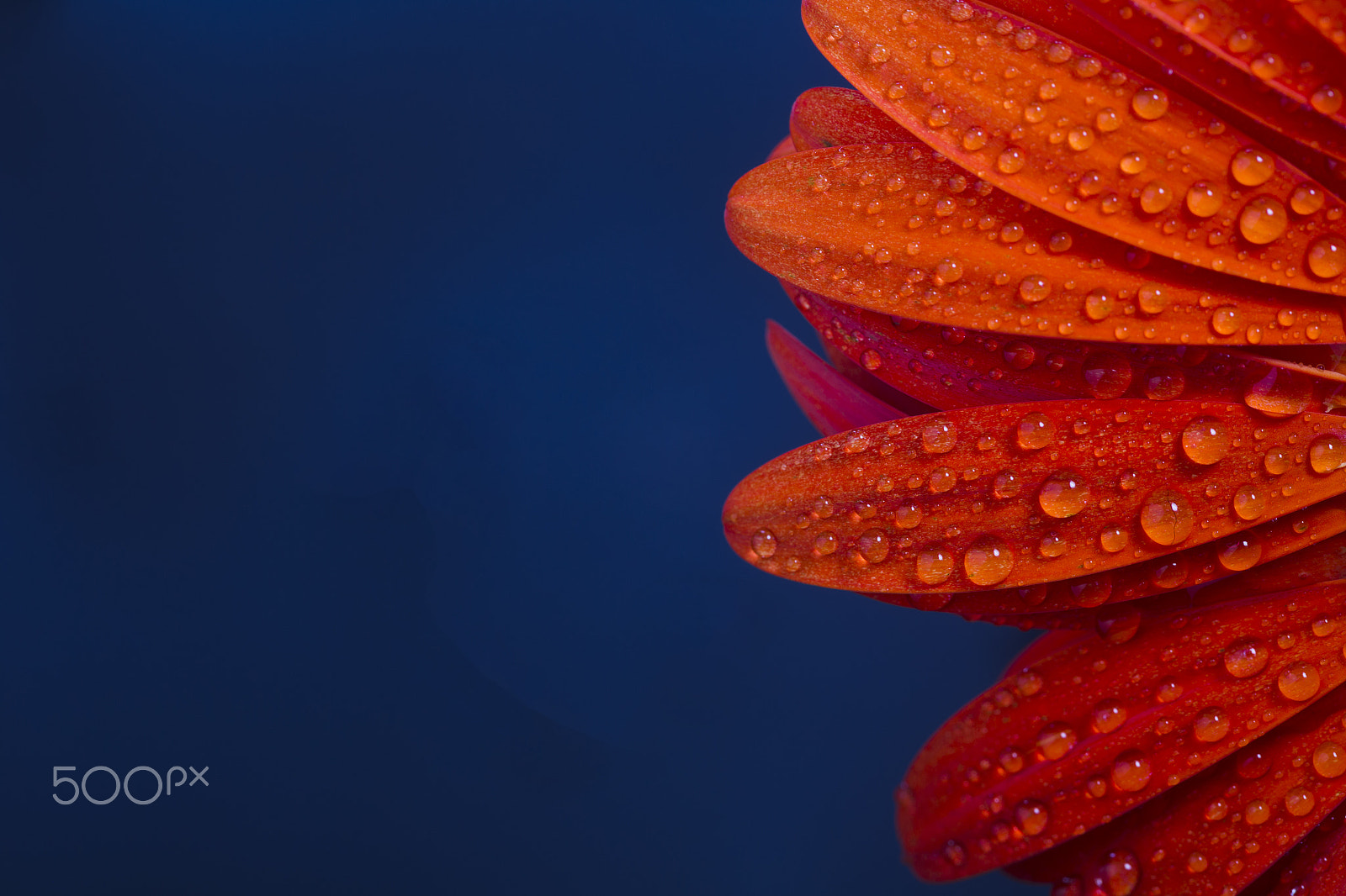 Canon EOS-1D Mark IV + Canon EF 100mm F2.8L Macro IS USM sample photo. Orange gerbera with water drops photography