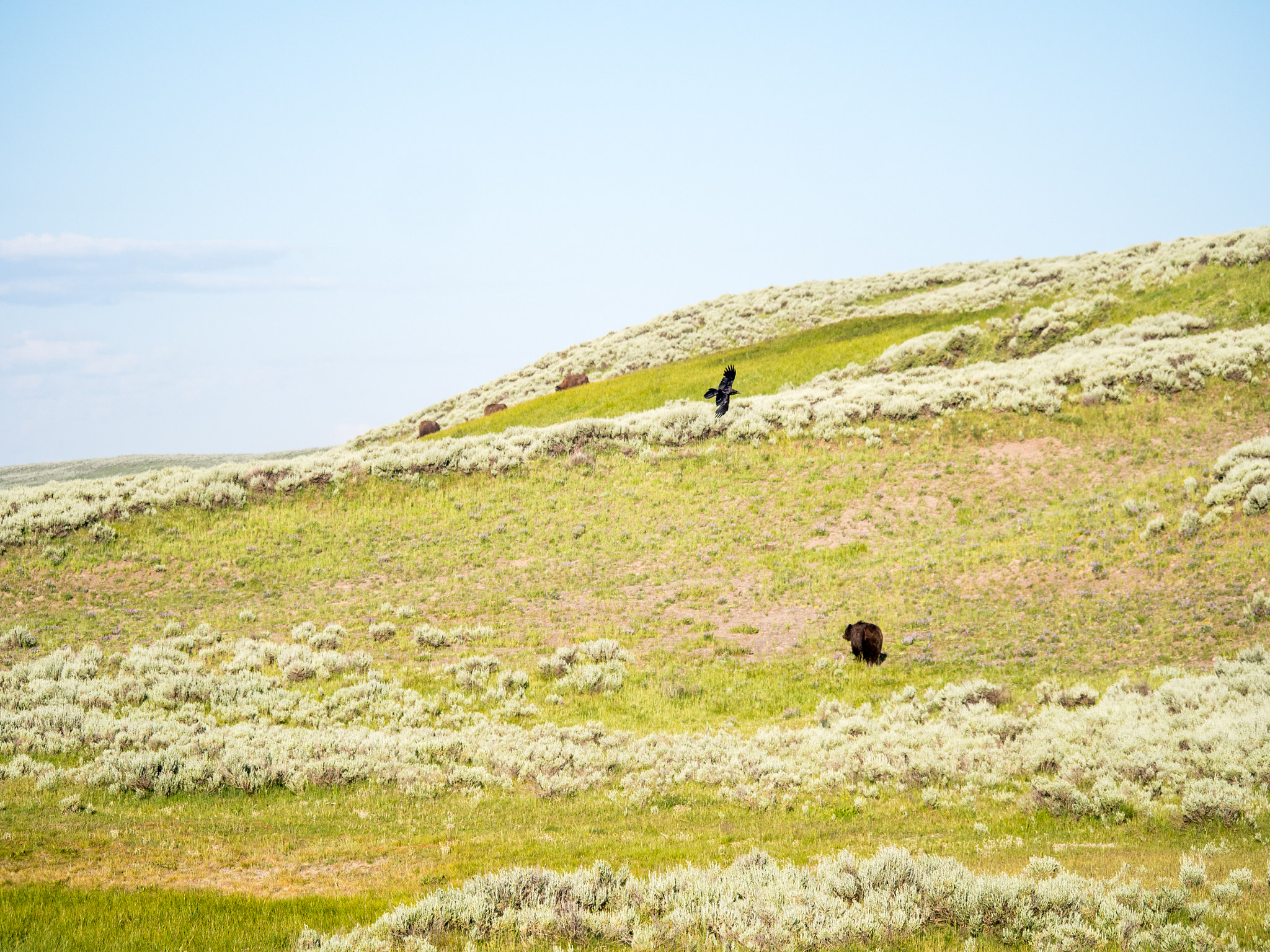 Olympus OM-D E-M5 sample photo. Yellowstone animals photography