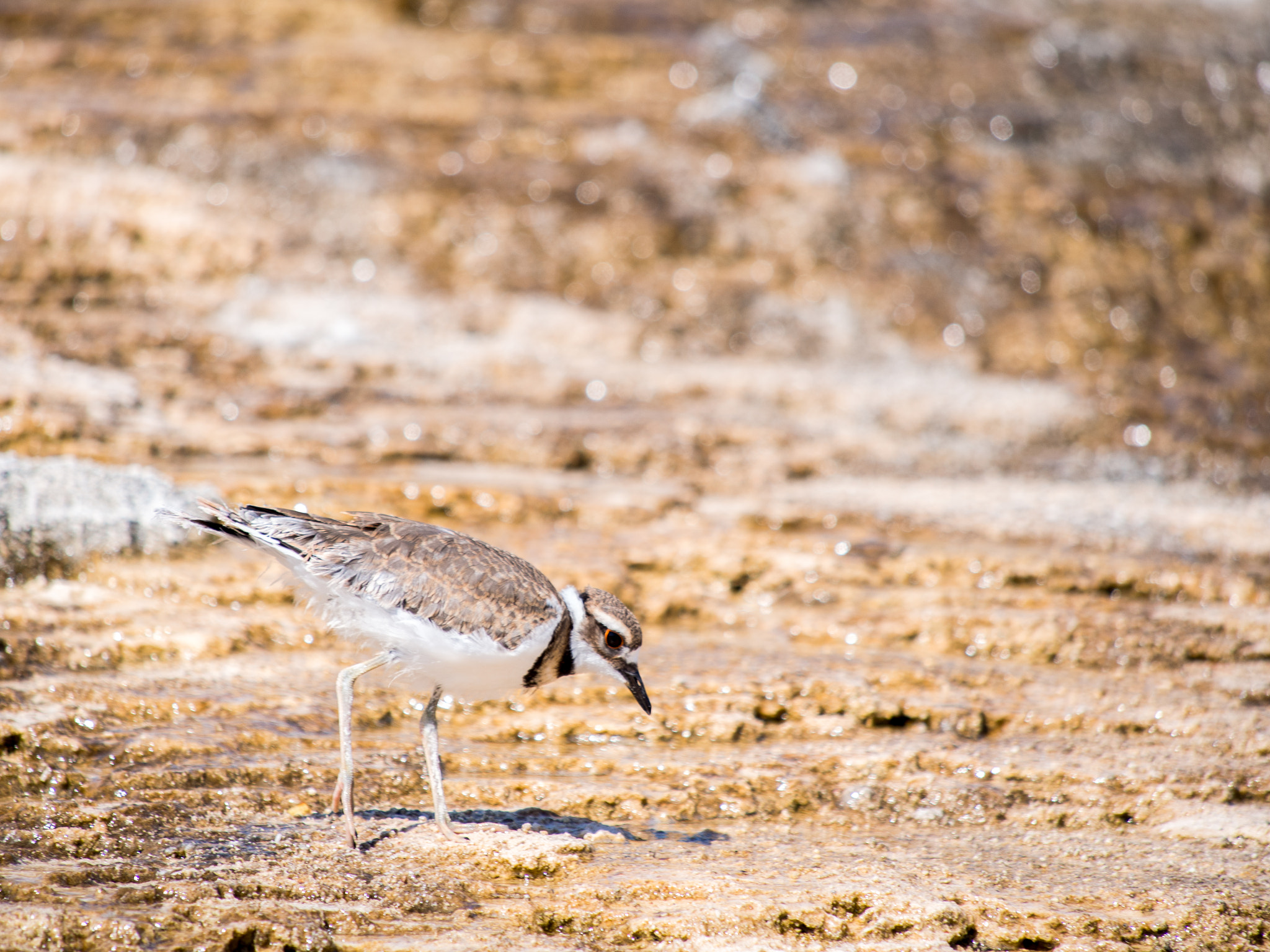 Olympus OM-D E-M5 sample photo. Yellowstone animals photography