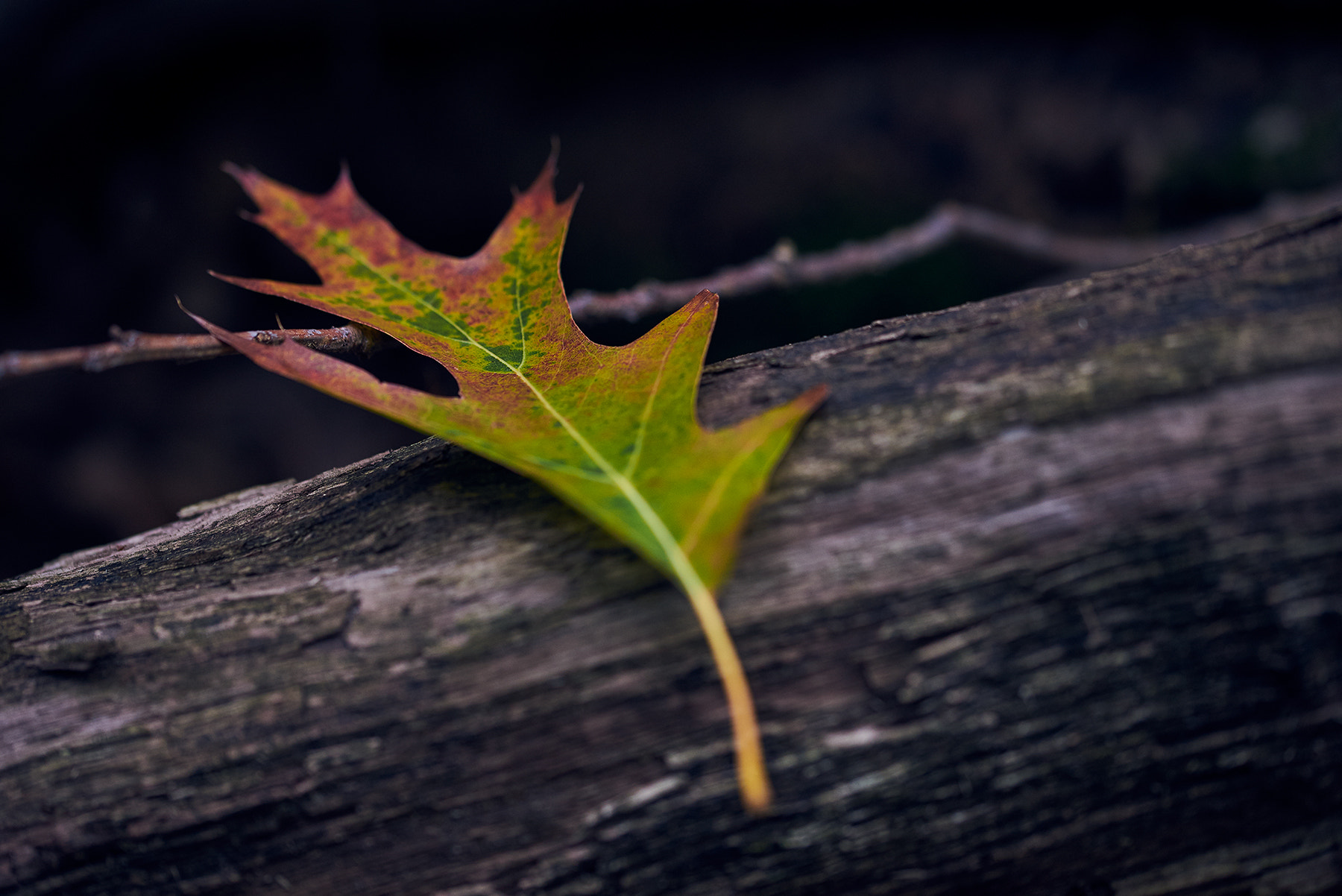 Sigma 105mm F2.8 EX DG OS HSM sample photo. Autumn leave photography