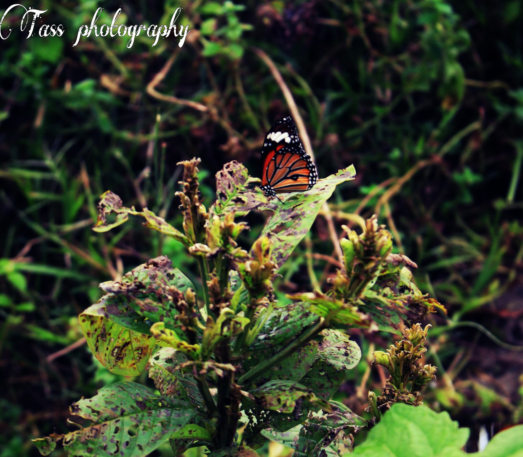 Canon EOS 700D (EOS Rebel T5i / EOS Kiss X7i) sample photo. Butterfly photography