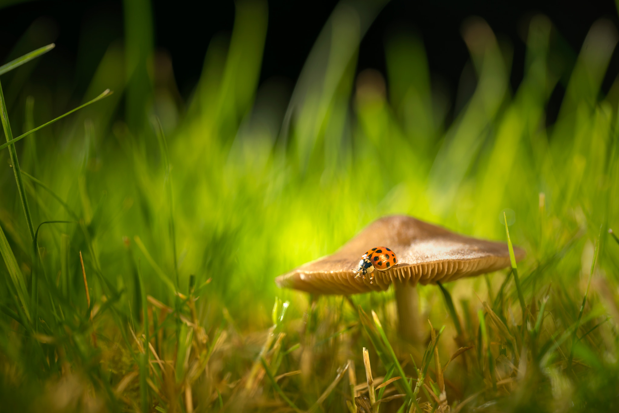 Canon EF 100mm F2.8L Macro IS USM sample photo. Ladybird on fungus photography