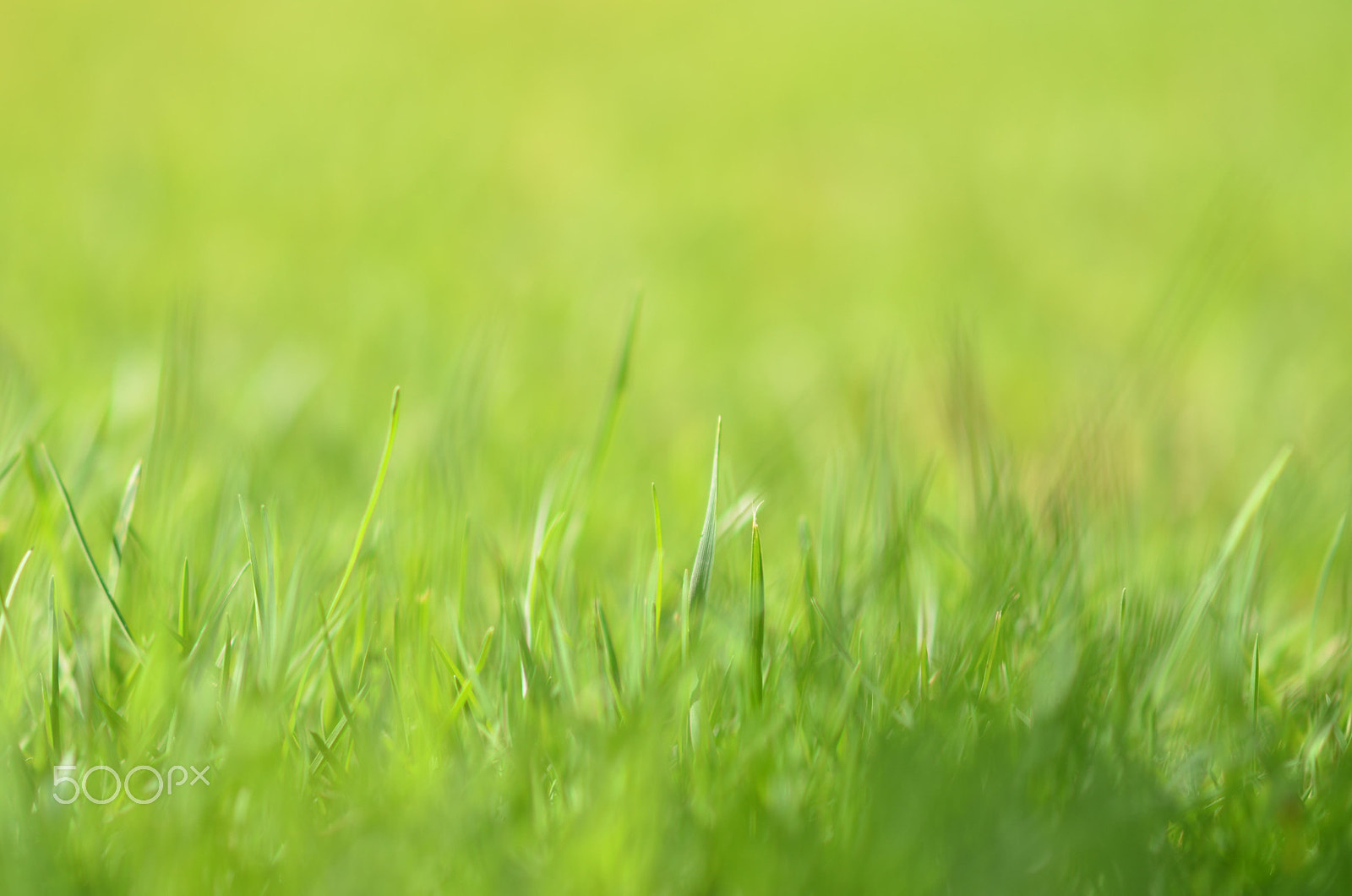 Nikon D5100 + Sigma 85mm F1.4 EX DG HSM sample photo. Grass photography