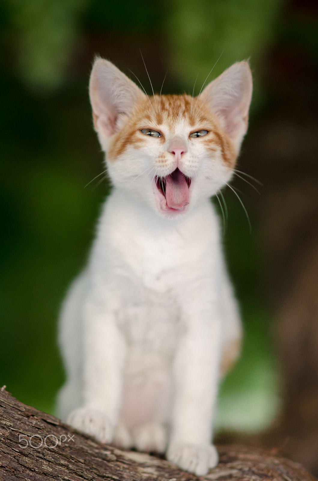 Nikon D5100 + Sigma 85mm F1.4 EX DG HSM sample photo. I will eat you!!! photography