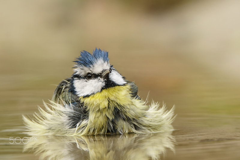 Sony ILCA-77M2 + Tamron SP 150-600mm F5-6.3 Di VC USD sample photo. Taking a bath photography