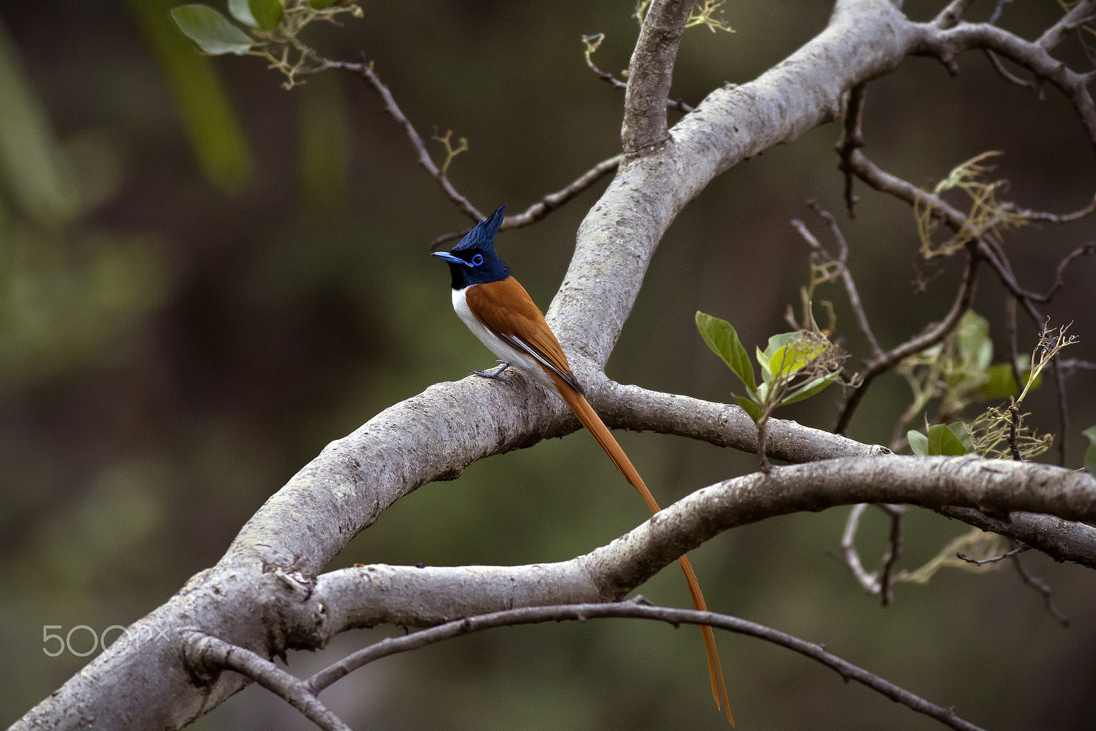 Canon EOS 60D + Canon EF 400mm F5.6L USM sample photo. Apfc photography