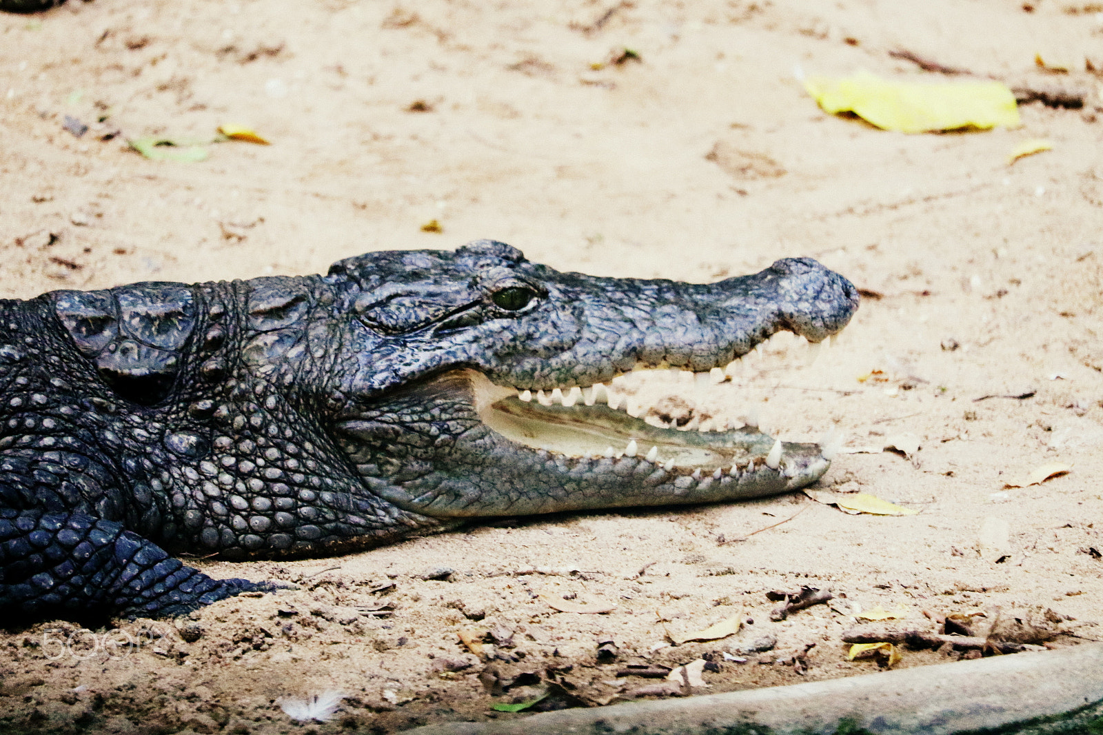 Canon EF-S 55-250mm F4-5.6 IS STM sample photo. Crocodile photography