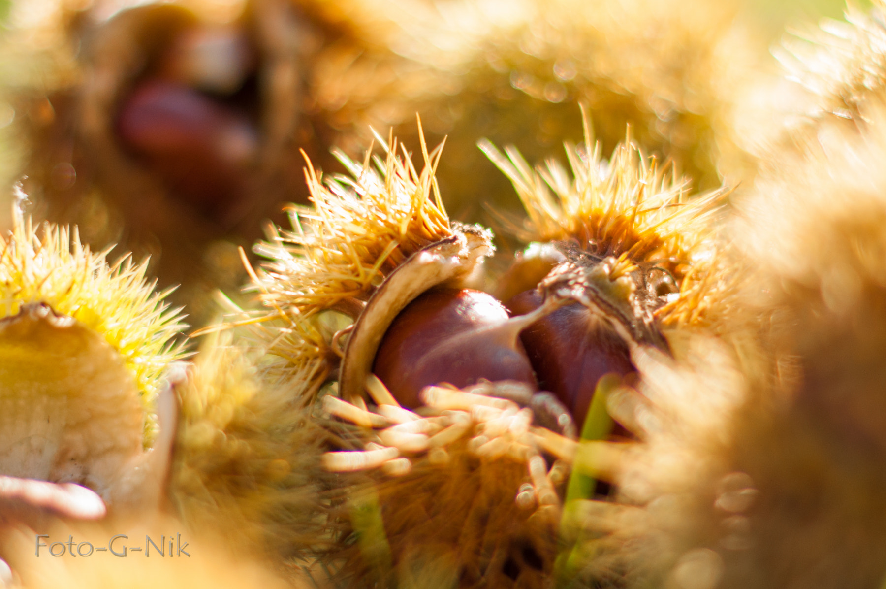 Nikon D5000 + Nikon AF-S Nikkor 50mm F1.4G sample photo. Chestnuts photography