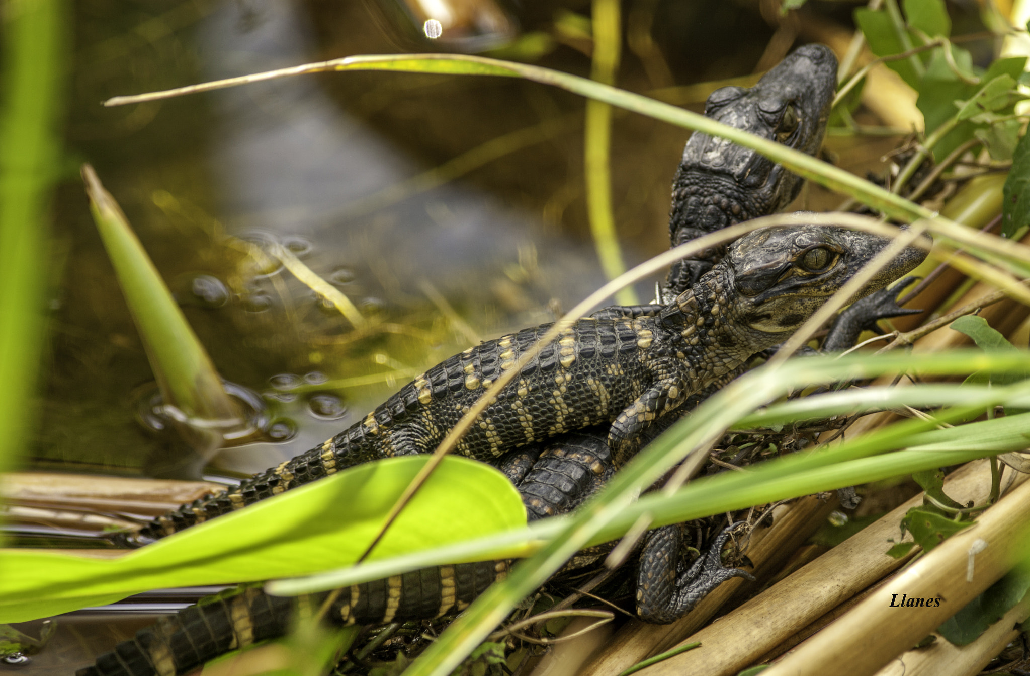 Canon EOS-1Ds Mark III + Canon EF 400mm F5.6L USM sample photo. Baby alligators in the everglades photography