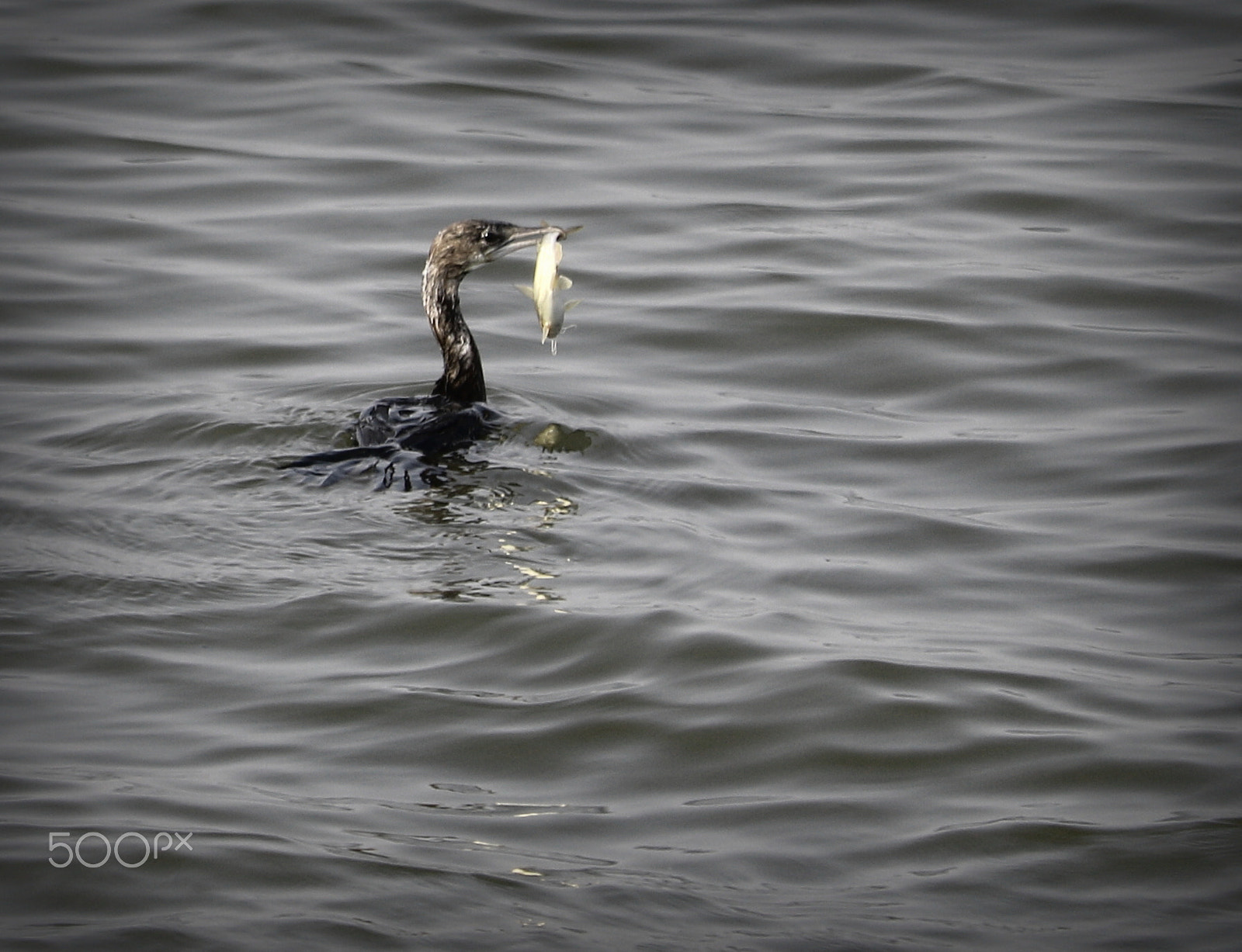 Canon EOS 7D Mark II + Canon EF-S 55-250mm F4-5.6 IS STM sample photo. Fishing photography