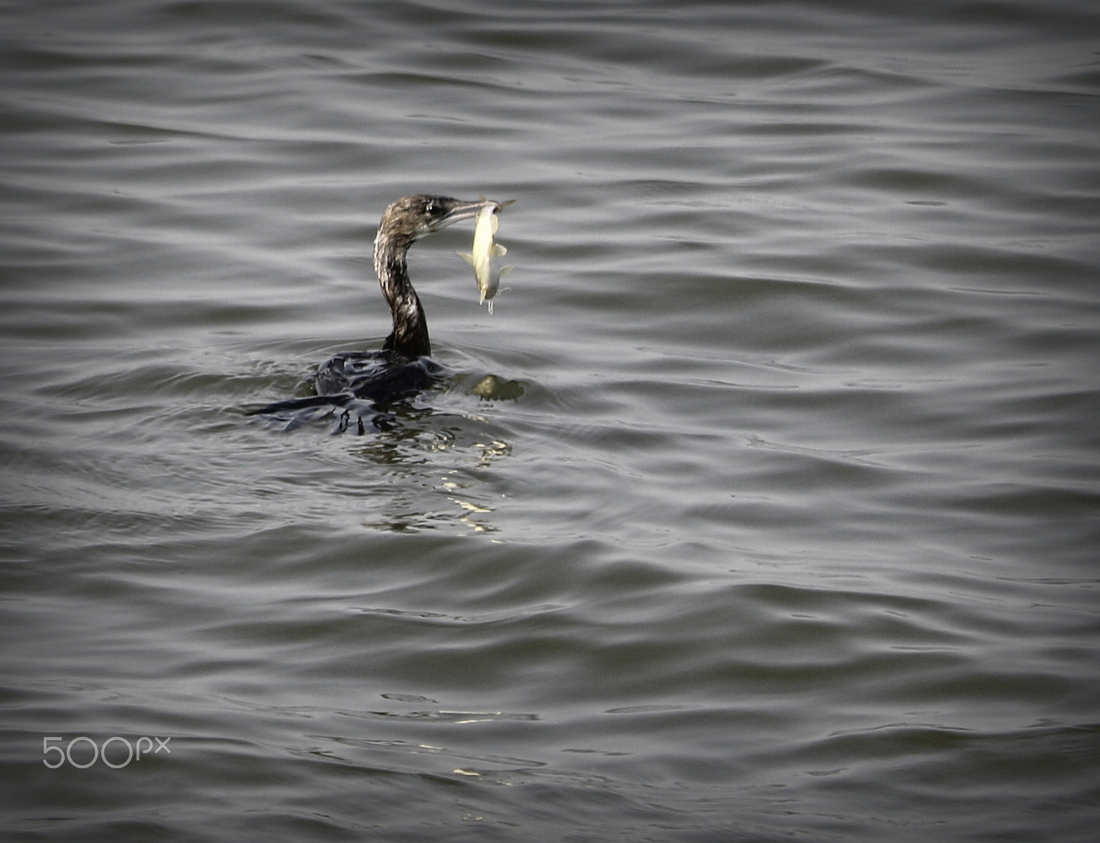 Canon EF-S 55-250mm F4-5.6 IS STM sample photo. Fishing photography