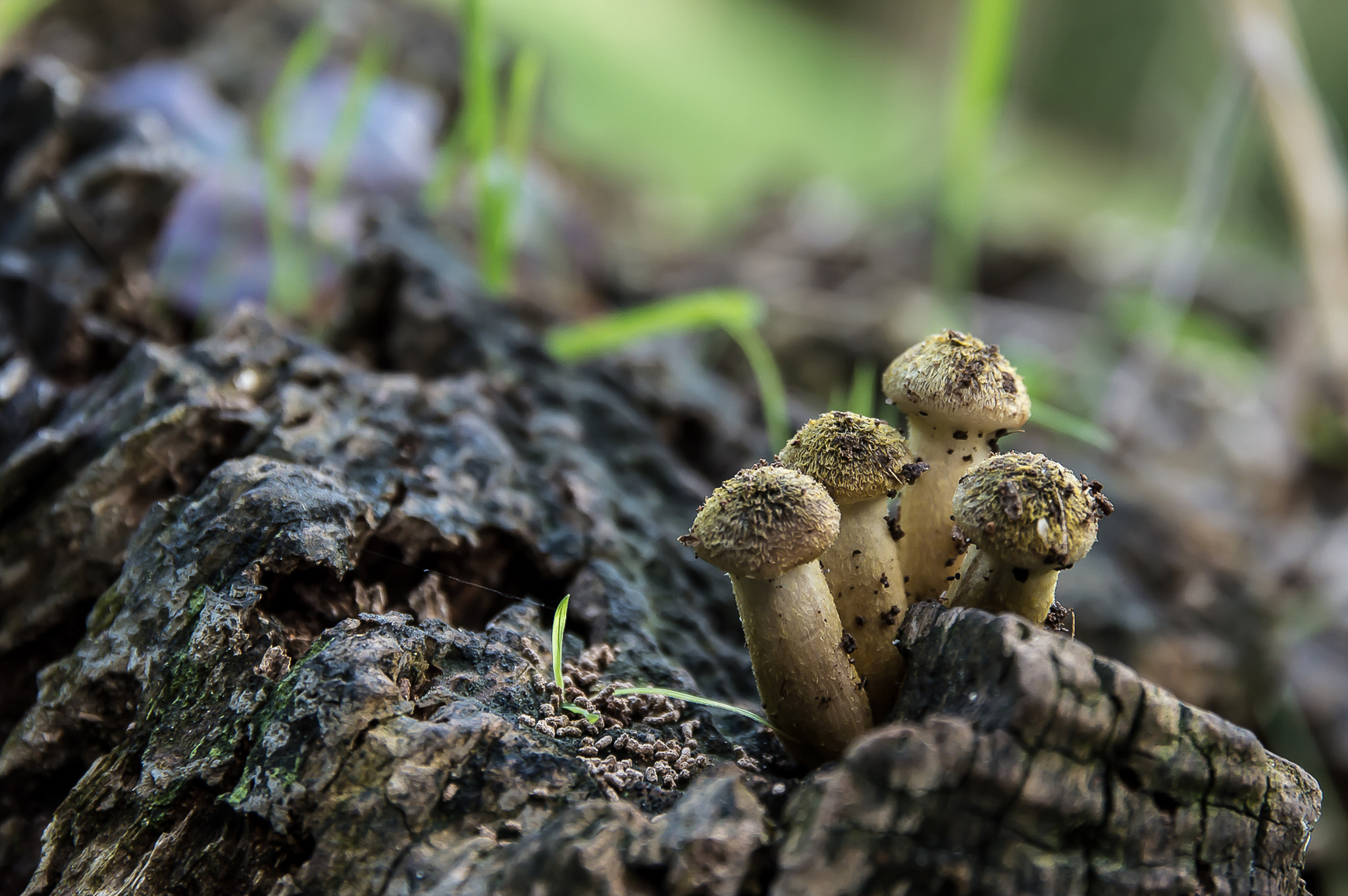 Sigma 17-70mm F2.8-4 DC Macro OS HSM | C sample photo. Autunno 2015 photography