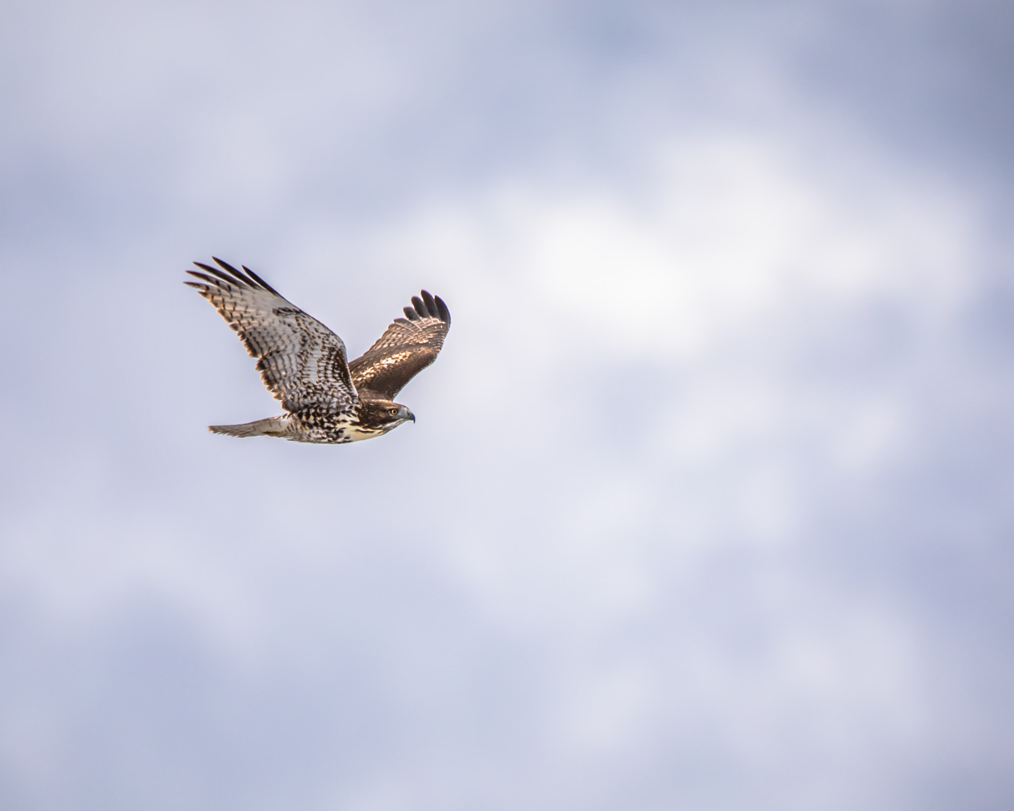 150-600mm F5-6.3 DG OS HSM | Contemporary 015 sample photo. Hawk in grand tetons photography