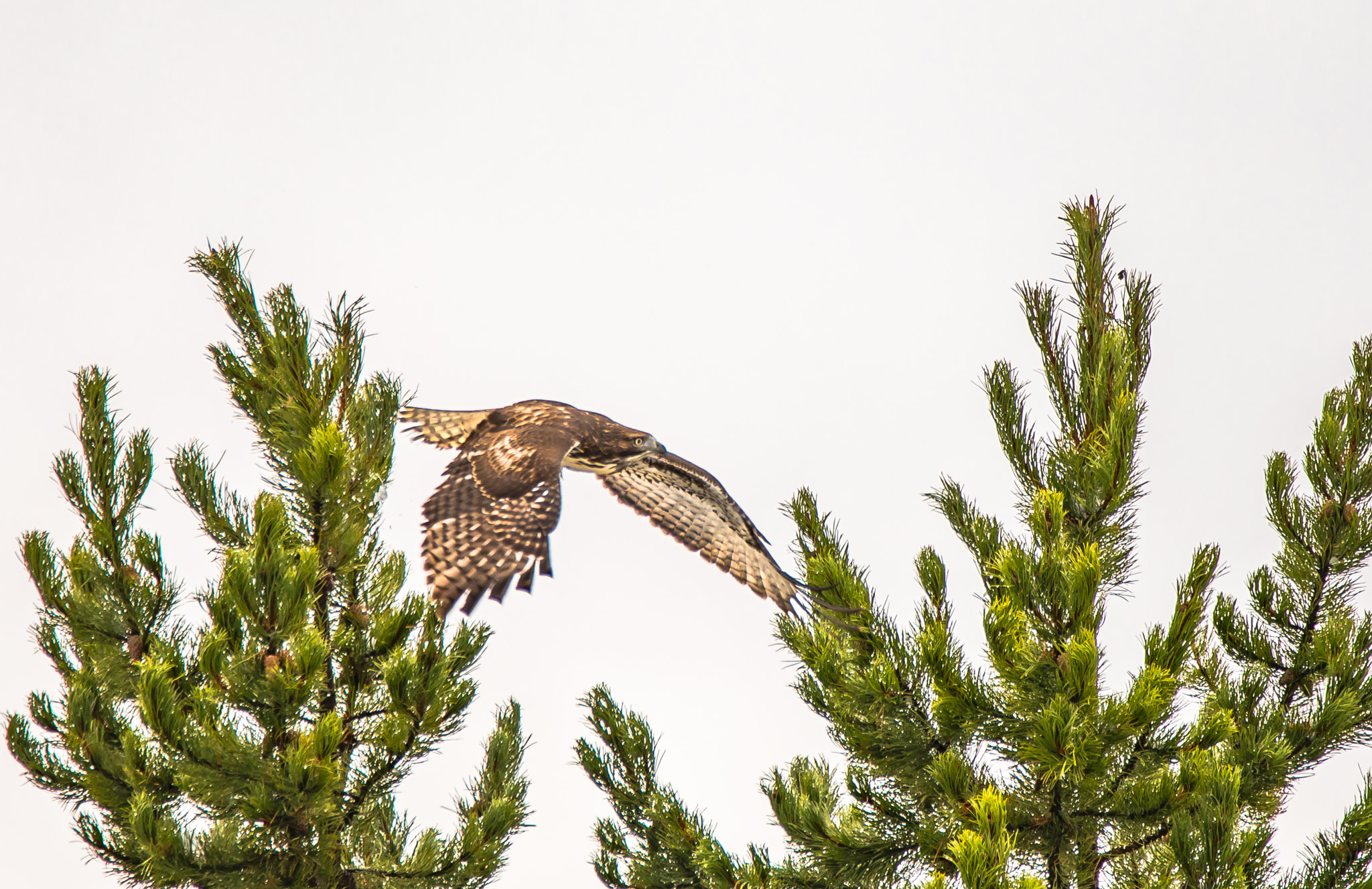150-600mm F5-6.3 DG OS HSM | Contemporary 015 sample photo. Hawk in grand tetons photography