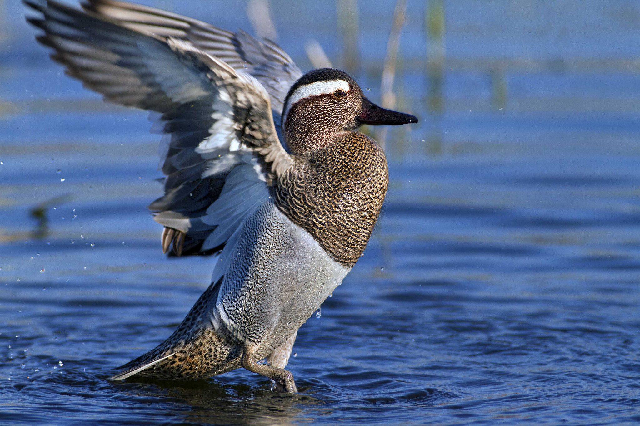 Canon EF 300mm f/2.8L + 2x sample photo. Garganey photography