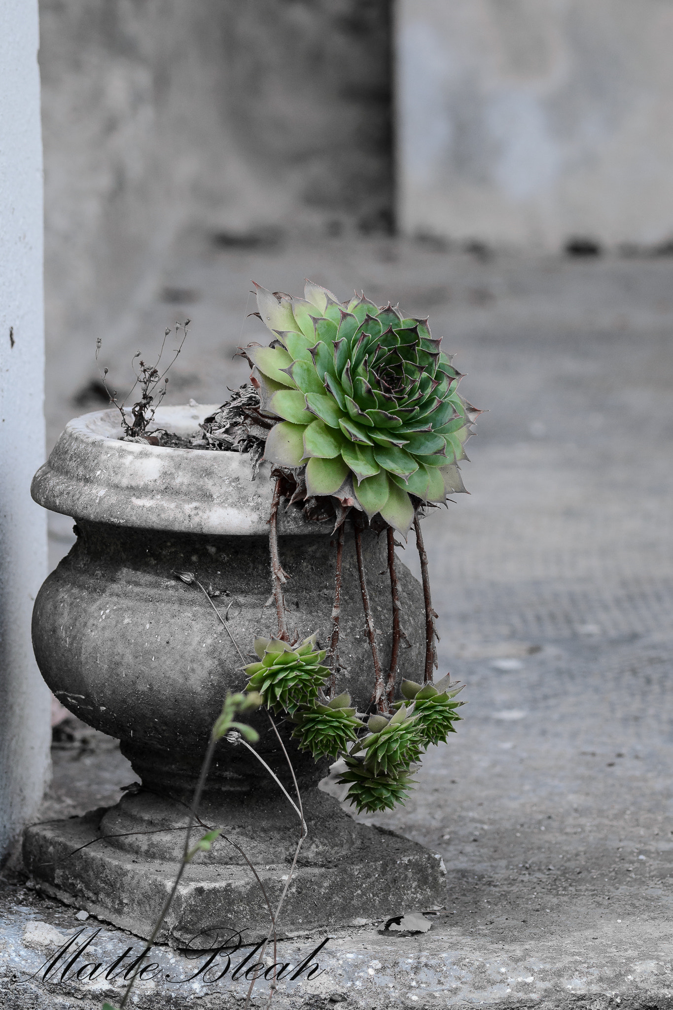 Sigma 105mm F2.8 EX DG OS HSM sample photo. Green & gray photography