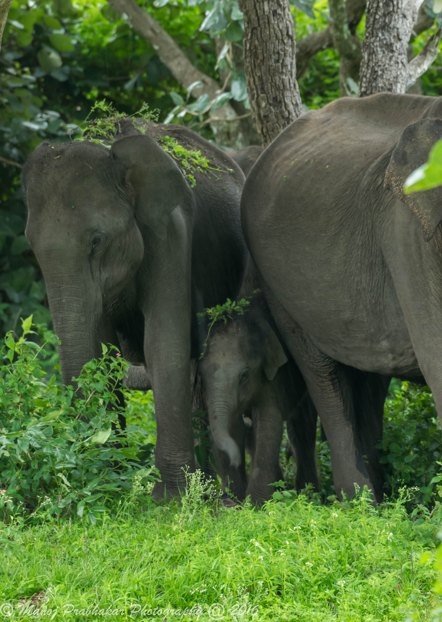 Nikon AF-S Nikkor 200-500mm F5.6E ED VR sample photo. Elephant calf photography