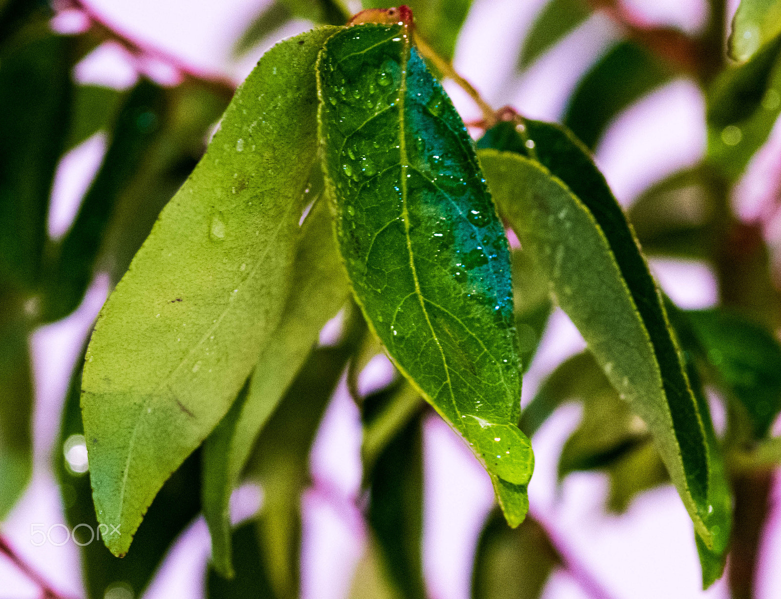 Sigma 105mm F2.8 EX DG OS HSM sample photo. Water drops on leaves photography