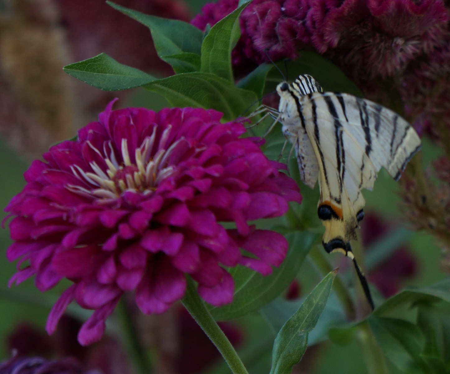 Sony FE 28-70mm F3.5-5.6 OSS sample photo. 126.jpg photography