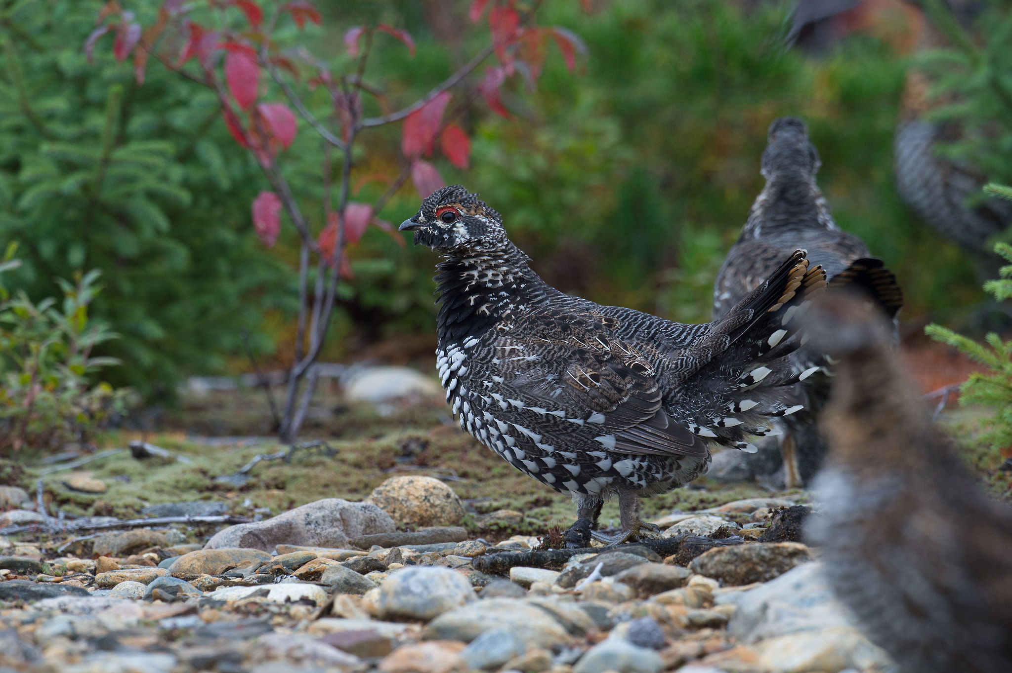 Nikon AF-S Nikkor 800mm F5.6E FL ED VR sample photo. Tetras du canada, falcipennis canadensis, spruce grouse photography