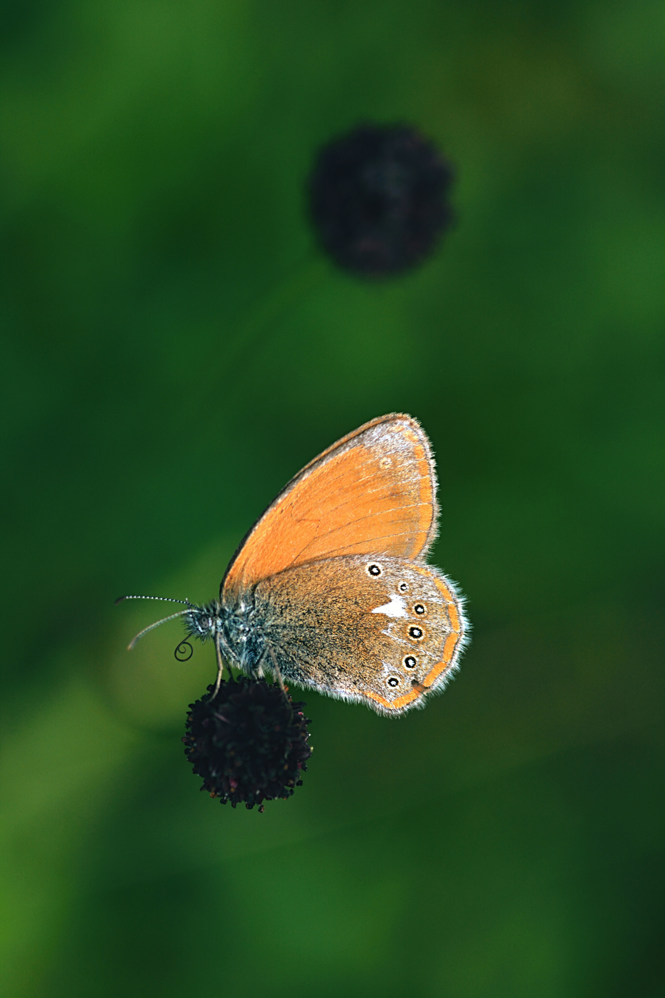 Nikon D7100 + Sigma 105mm F2.8 EX DG Macro sample photo. From above photography