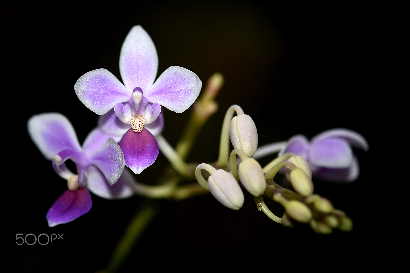 Nikon AF-S Micro-Nikkor 60mm F2.8G ED sample photo. Phal equestris 'apari' pink photography