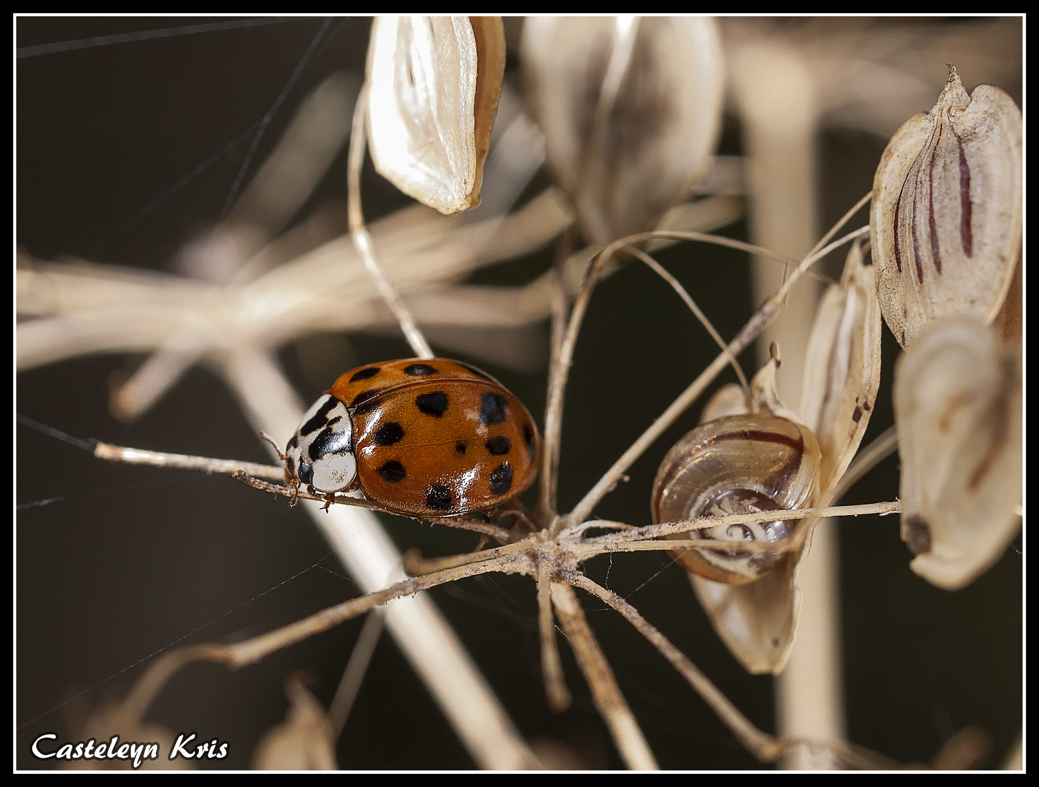 Olympus E-420 (EVOLT E-420) + OLYMPUS 35mm Lens sample photo. Ladybug macro photography