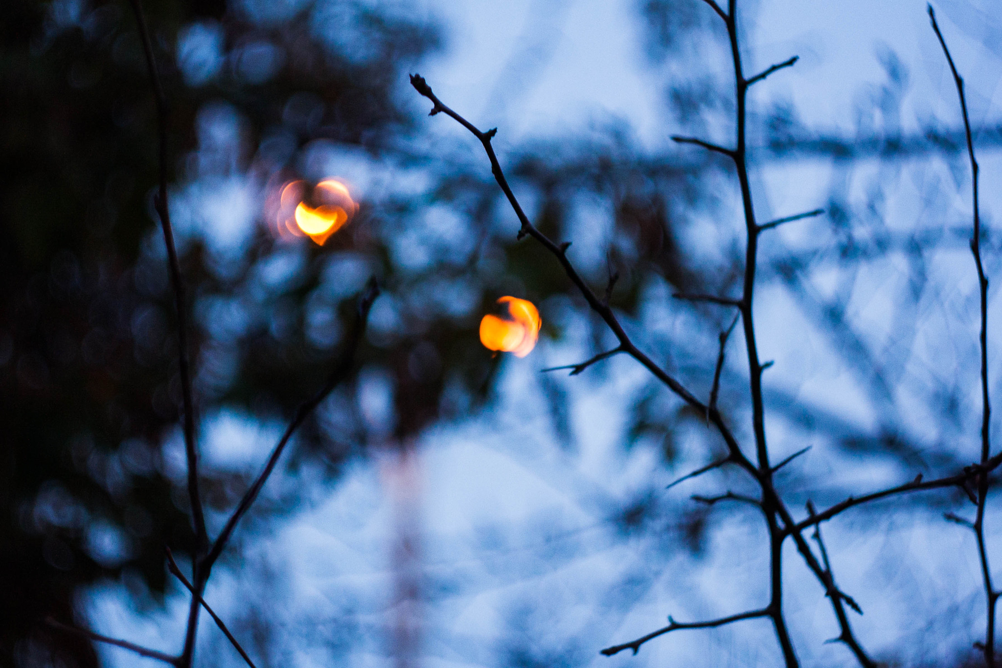 Canon EF 35-80mm f/4-5.6 sample photo. Through the branches photography