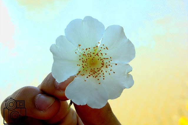 Canon EF-S 18-55mm F3.5-5.6 IS sample photo. Flower photography