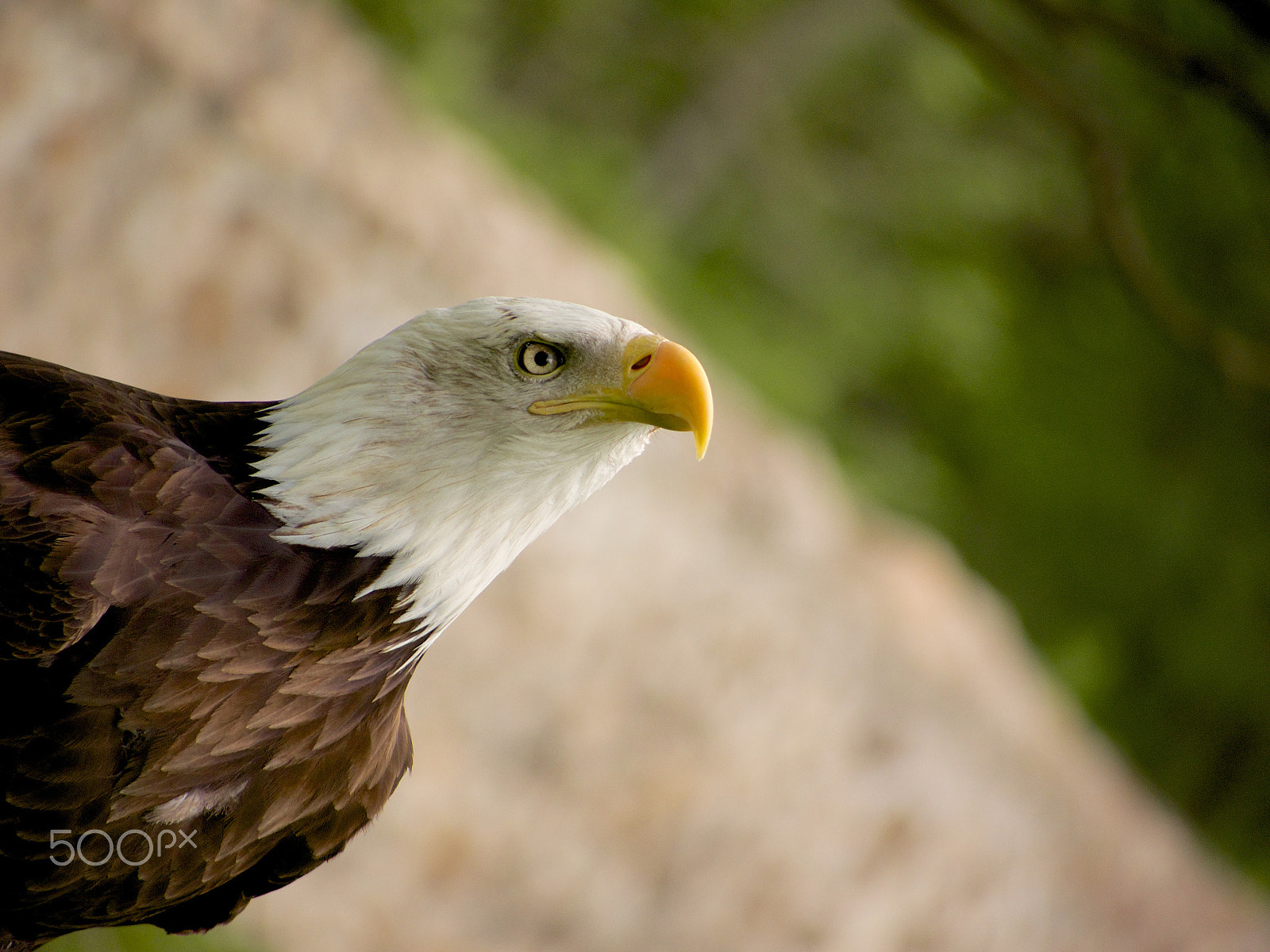 Panasonic Lumix G Vario 45-200mm F4-5.6 OIS sample photo. Adler photography