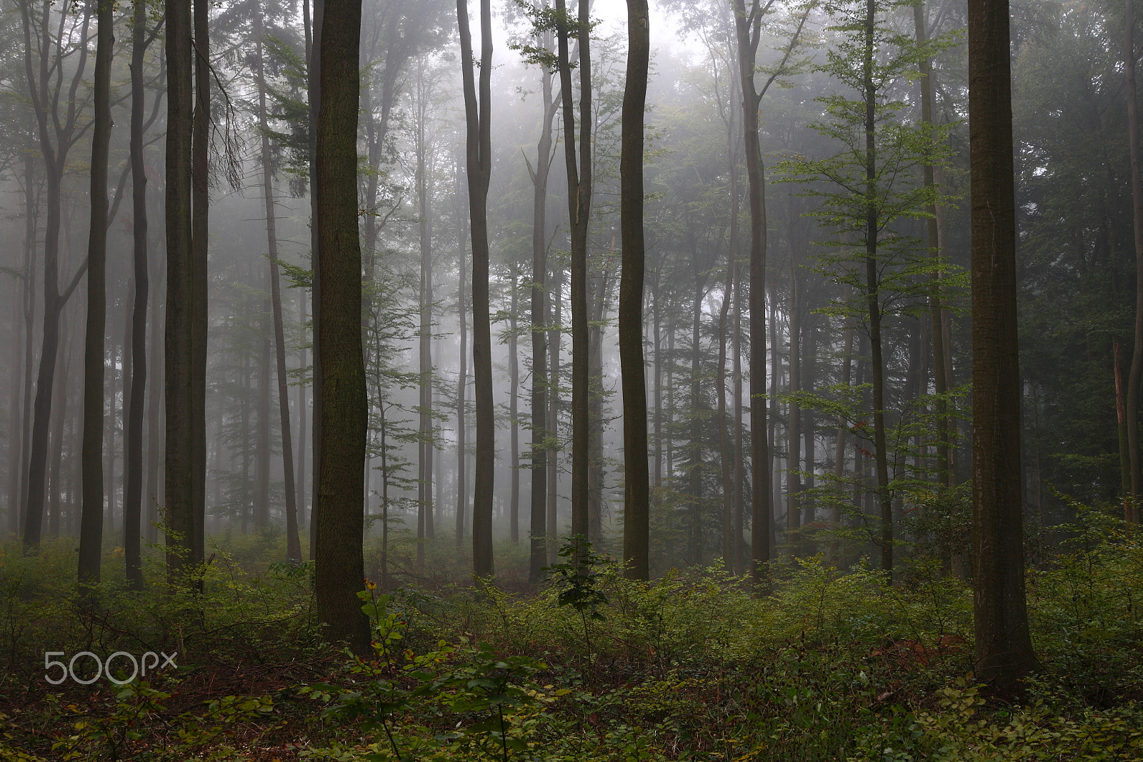 Canon EOS 5D sample photo. Foggy morning photography