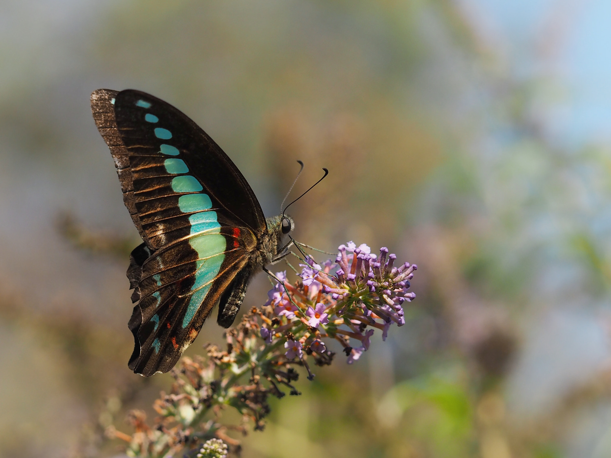 Olympus PEN E-PL7 sample photo. Common bluebottle photography
