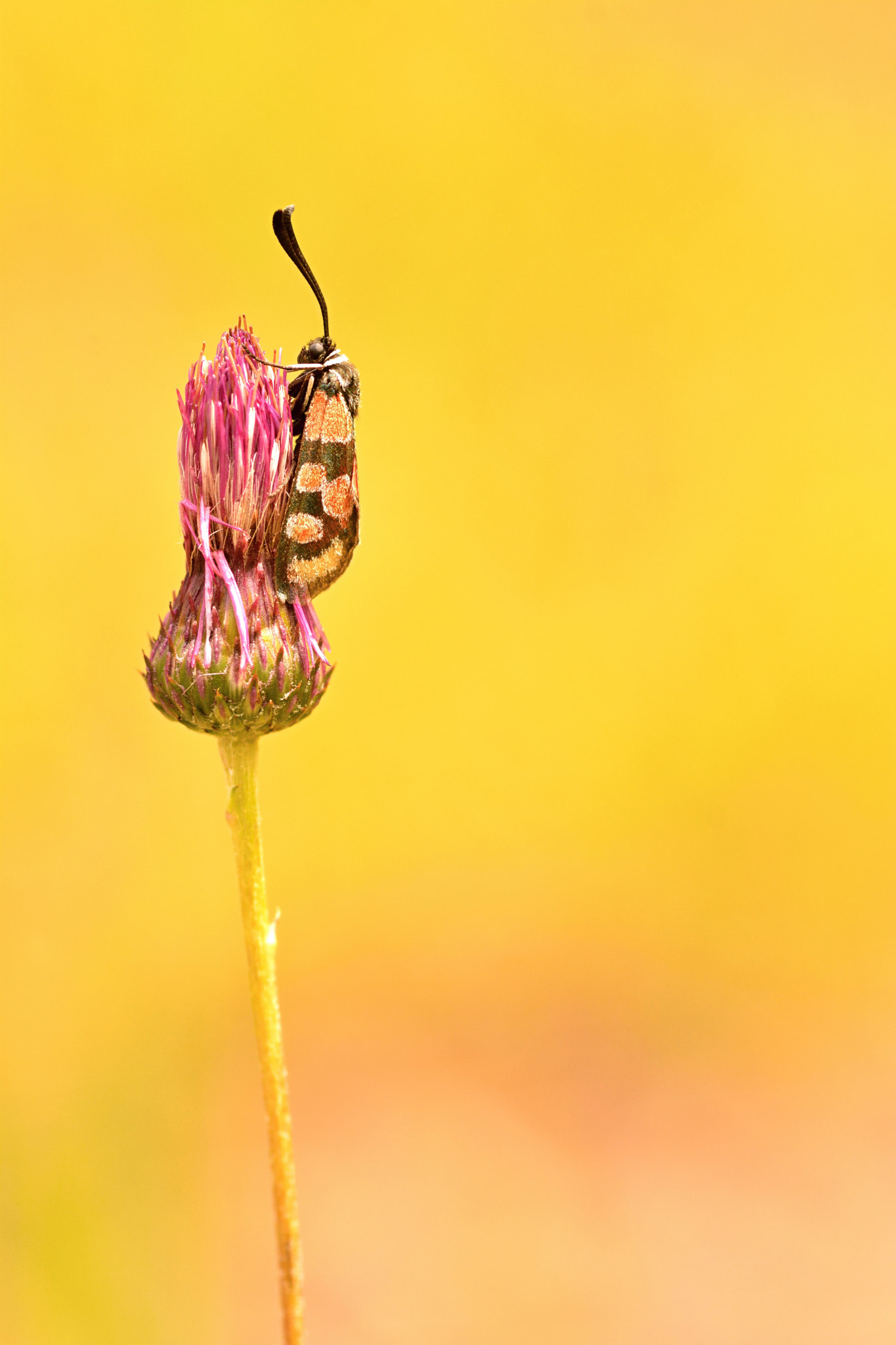 Nikon D7100 + Sigma 105mm F2.8 EX DG Macro sample photo. Alike photography