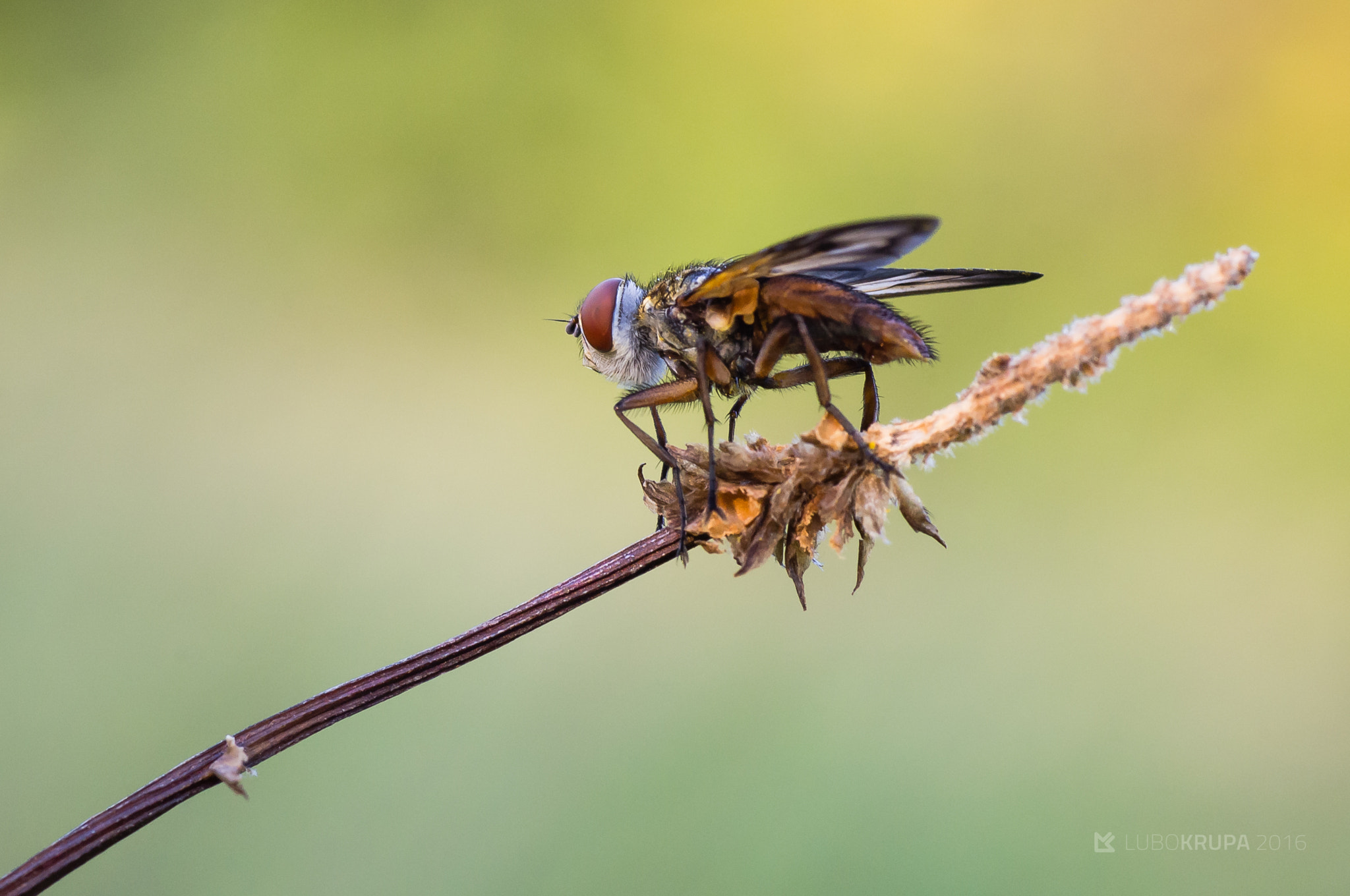 Pentax K-r sample photo. Fly photography