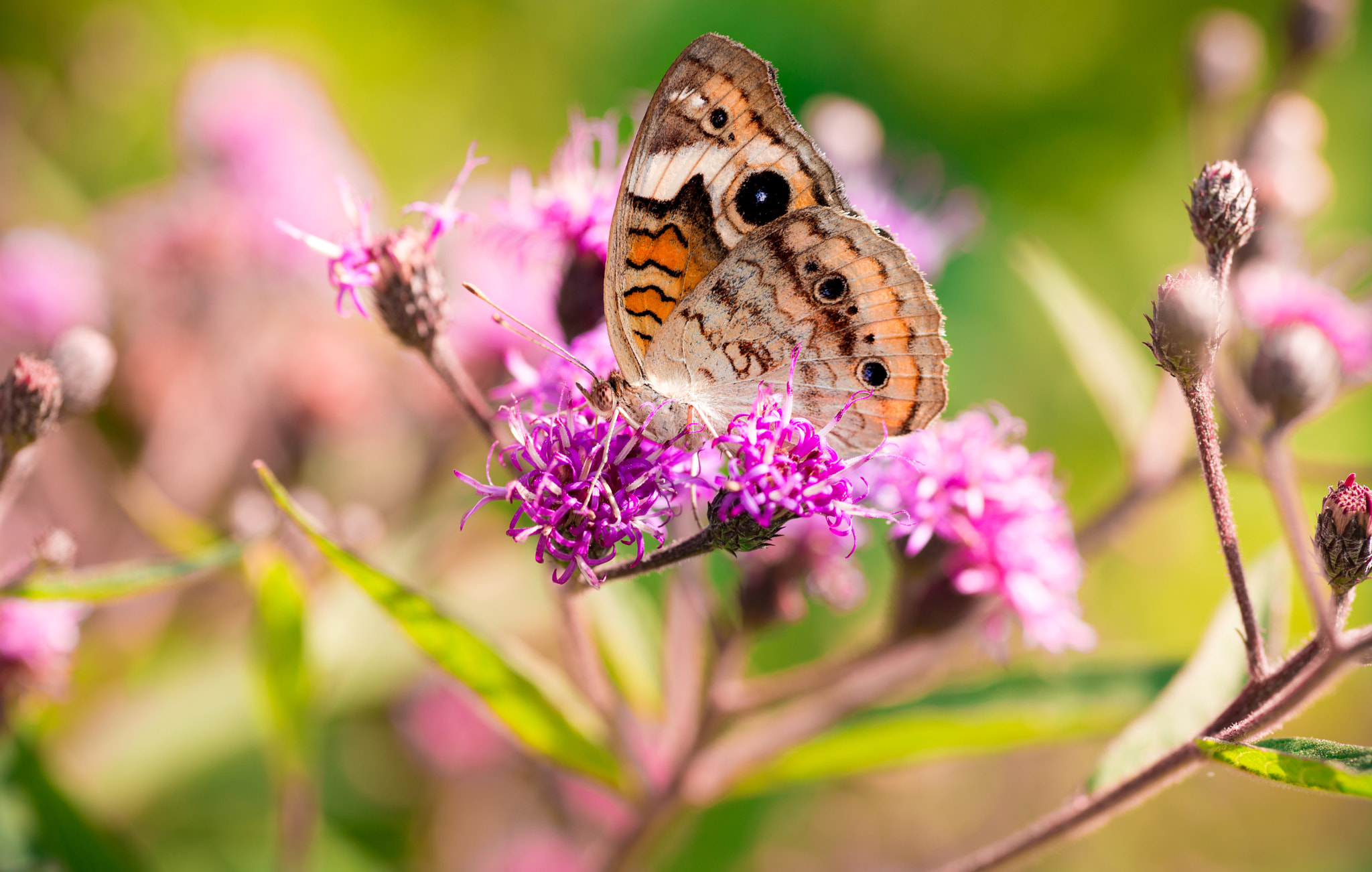 Nikon D800 + Tokina AT-X Pro 100mm F2.8 Macro sample photo. Beauty photography