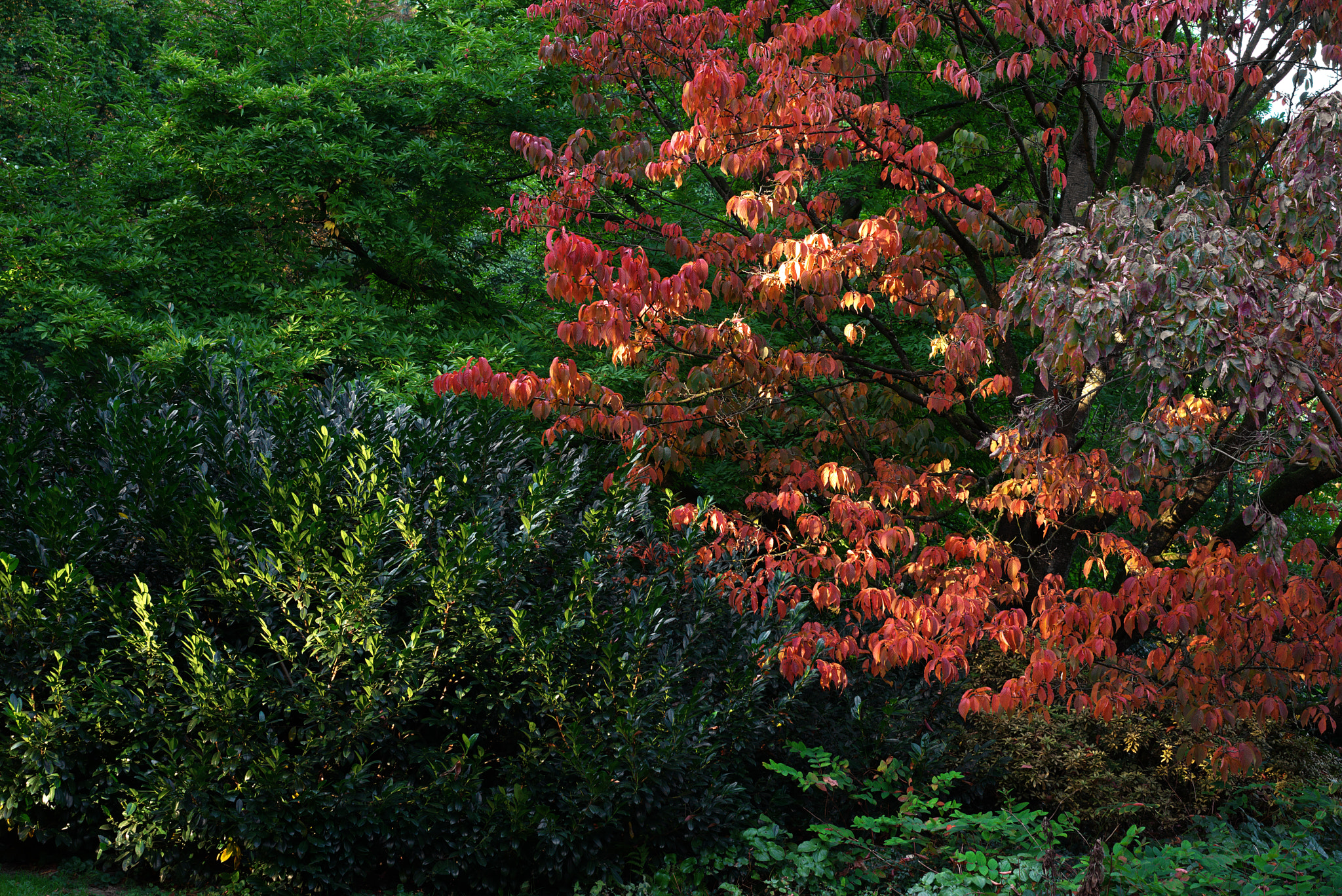 Sony a7 + Sony Sonnar T* FE 55mm F1.8 ZA sample photo. Autumn photography