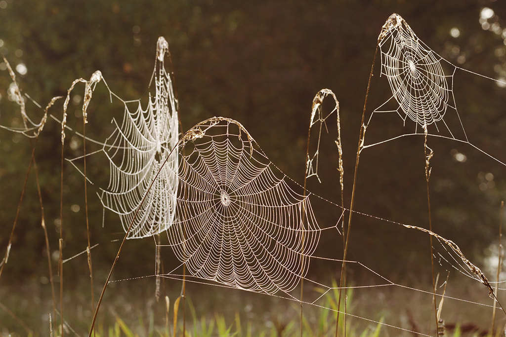 Canon EF 100mm F2.8L Macro IS USM sample photo. Spider's web photography