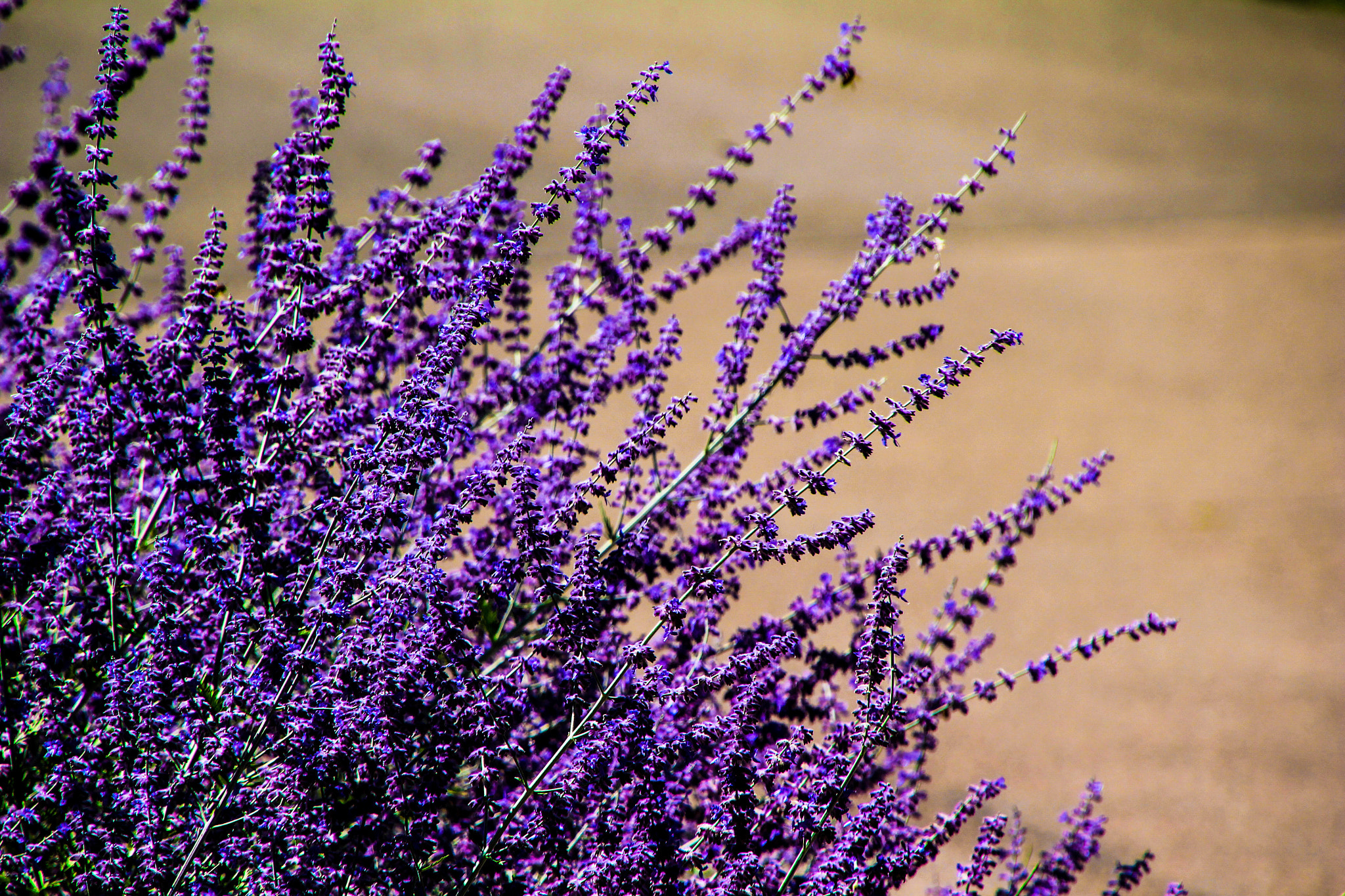Canon EOS 100D (EOS Rebel SL1 / EOS Kiss X7) sample photo. Lavender photography