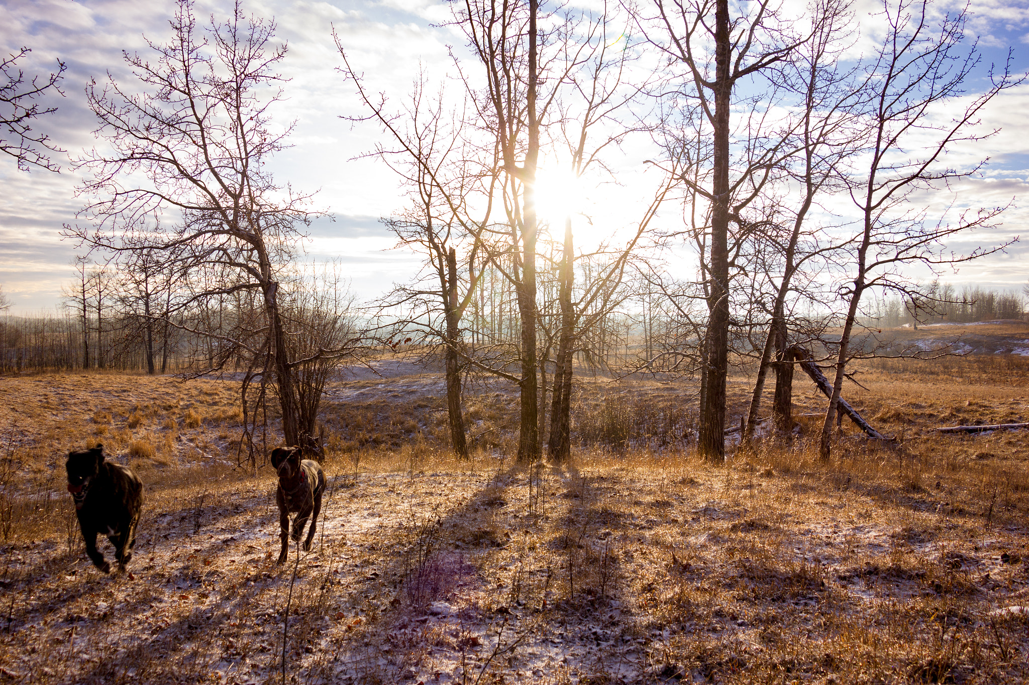 Canon EOS 550D (EOS Rebel T2i / EOS Kiss X4) sample photo. The pooches on a frosted morning photography