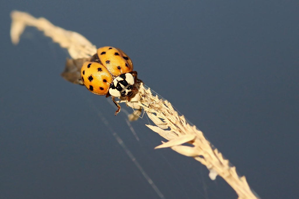 Canon EOS 1200D (EOS Rebel T5 / EOS Kiss X70 / EOS Hi) + Sigma 105mm F2.8 EX DG Macro sample photo. Beautiful ladybug.. photography