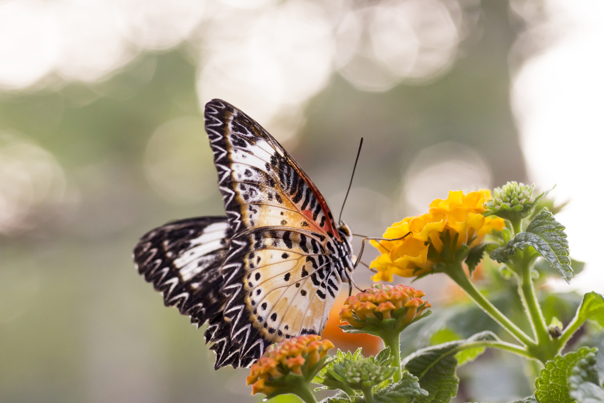 Canon EOS 700D (EOS Rebel T5i / EOS Kiss X7i) + Tamron SP AF 90mm F2.8 Di Macro sample photo. Sunbathing photography