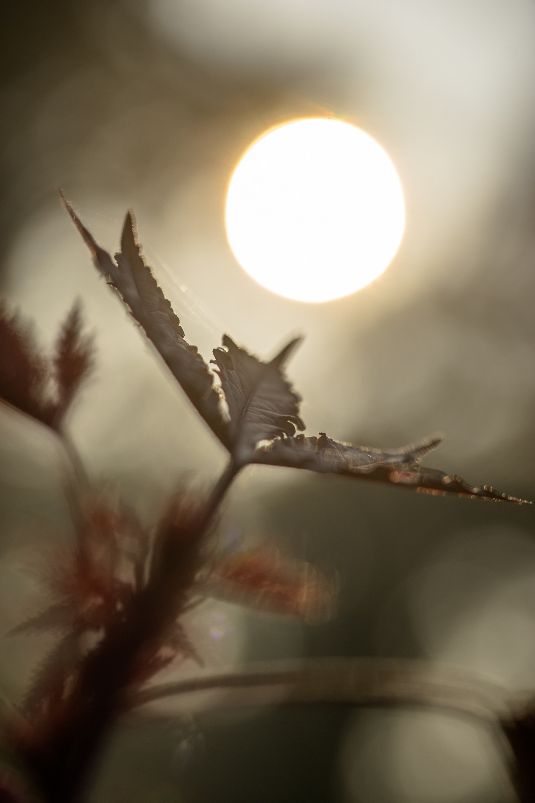 Sony a7 II + 105mm F2.8 sample photo. Unsharp photography